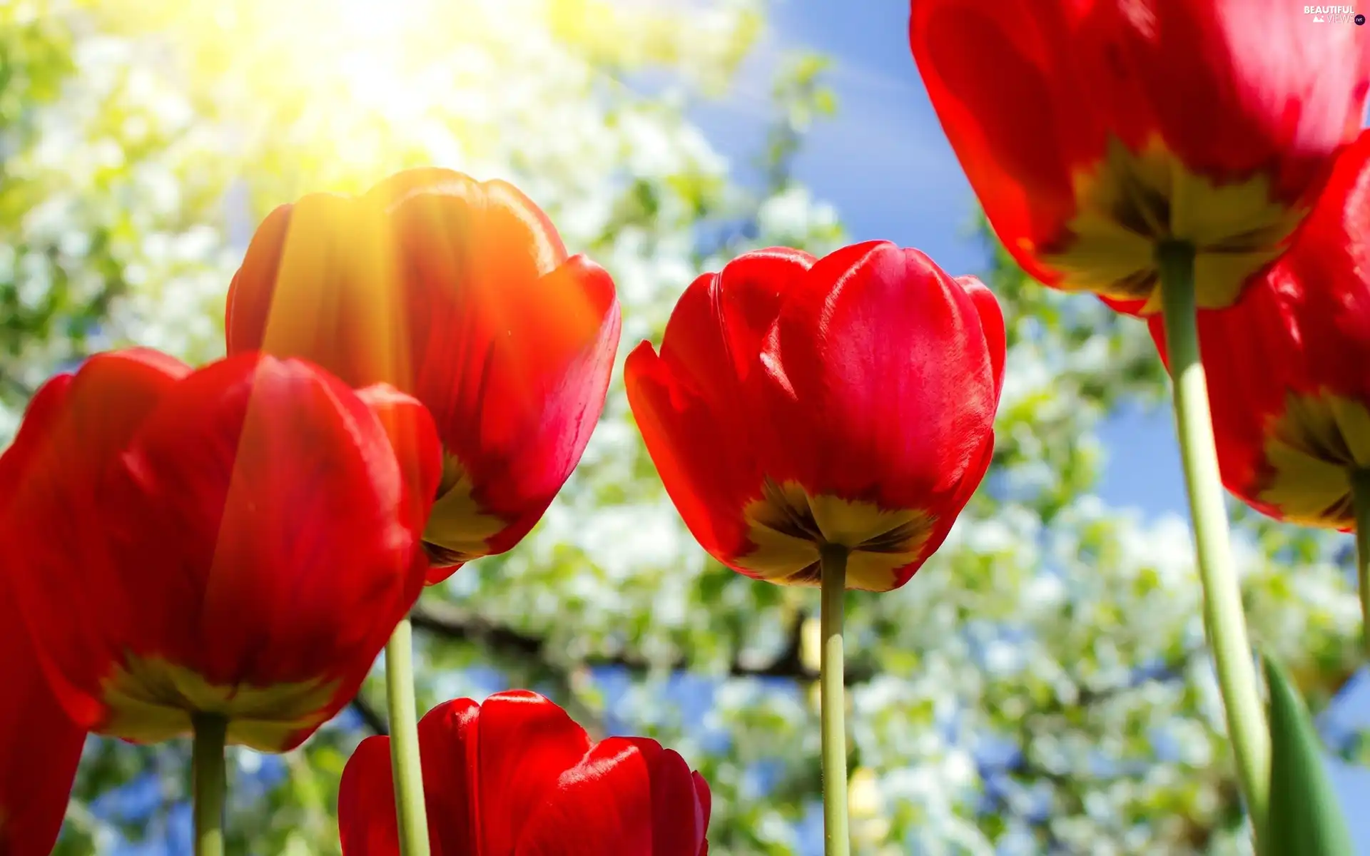 rays, Red, Tulips, sun