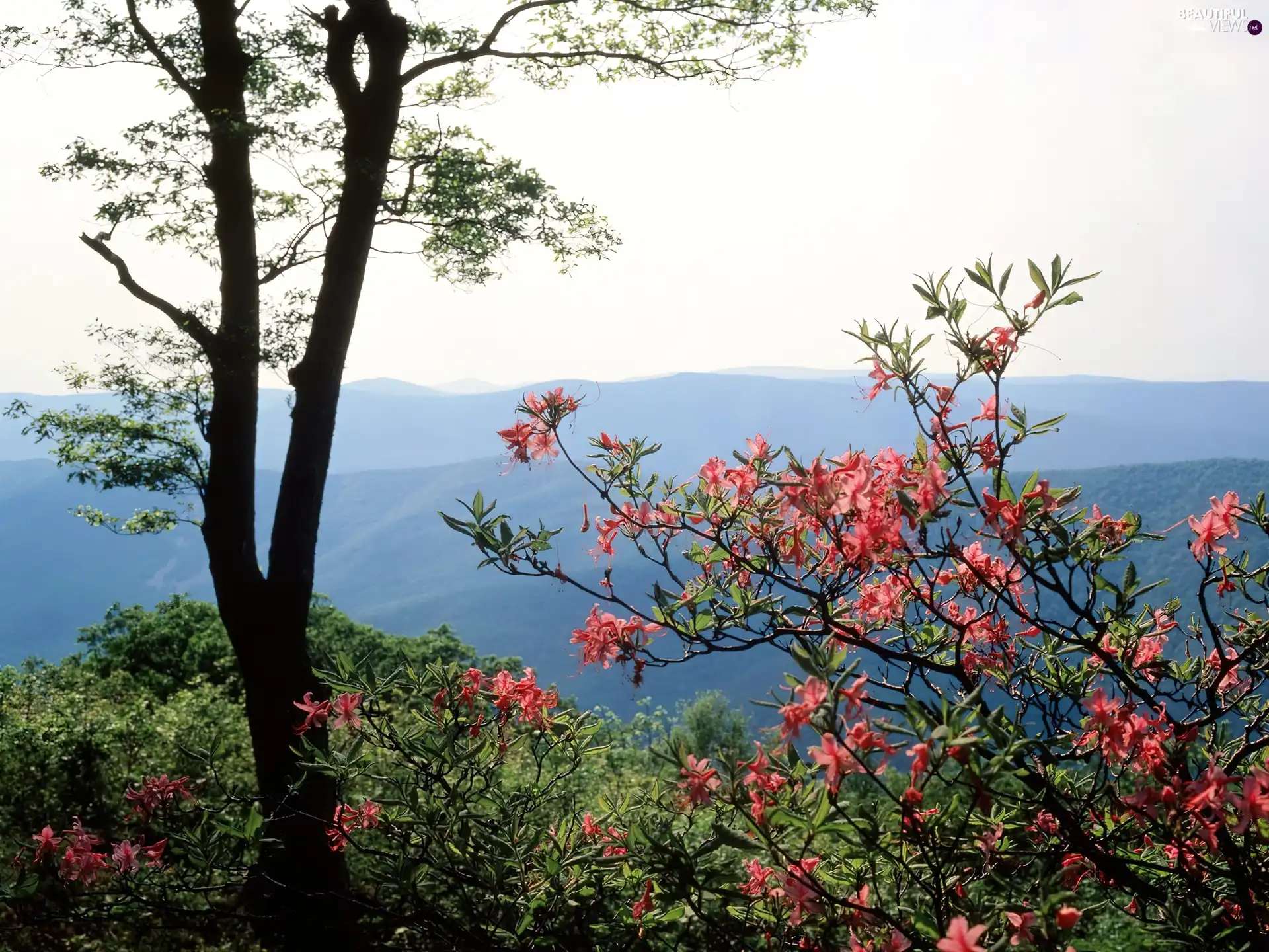 Twigs, Spring, flourishing