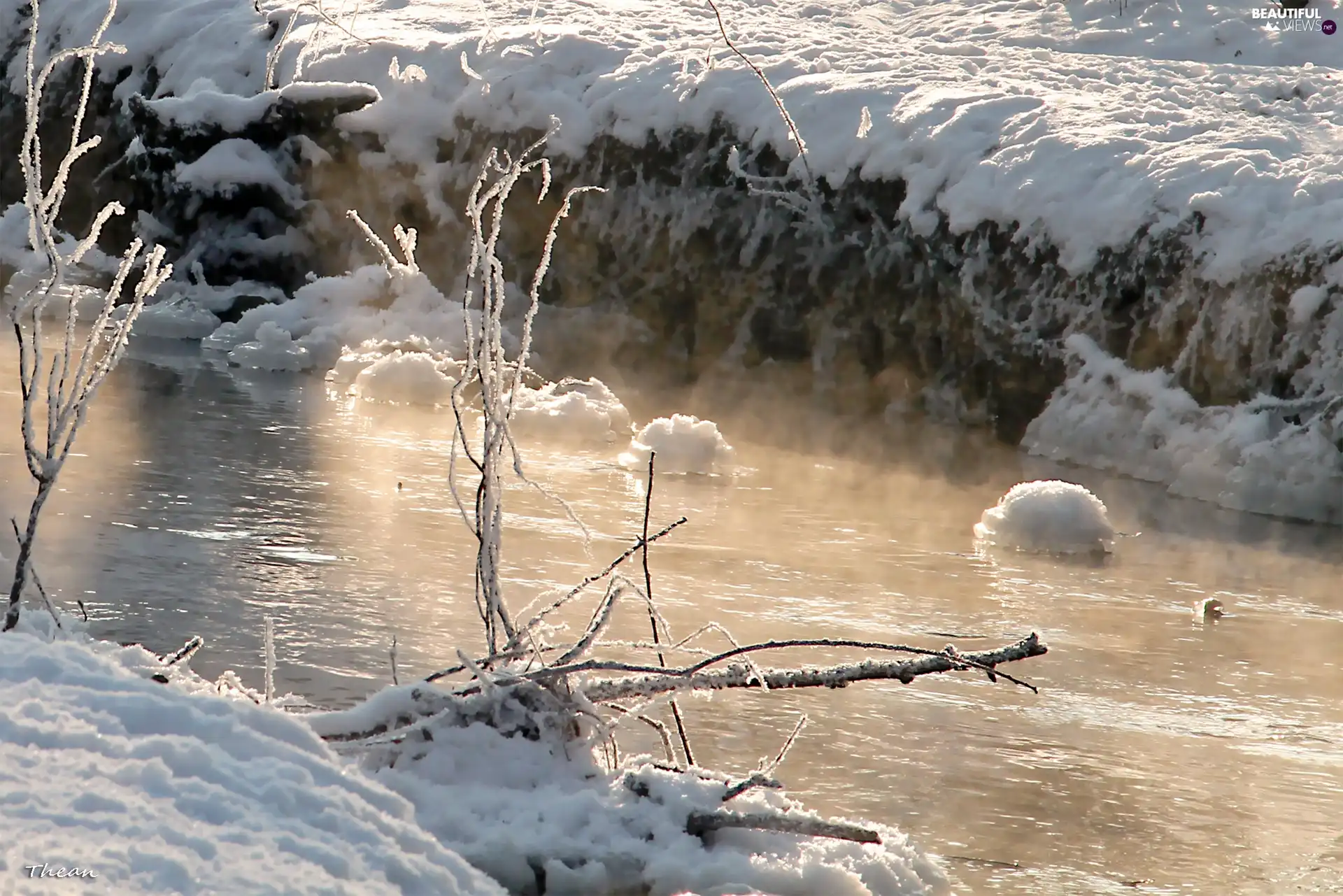 Twigs, Frost, snow, icy, winter