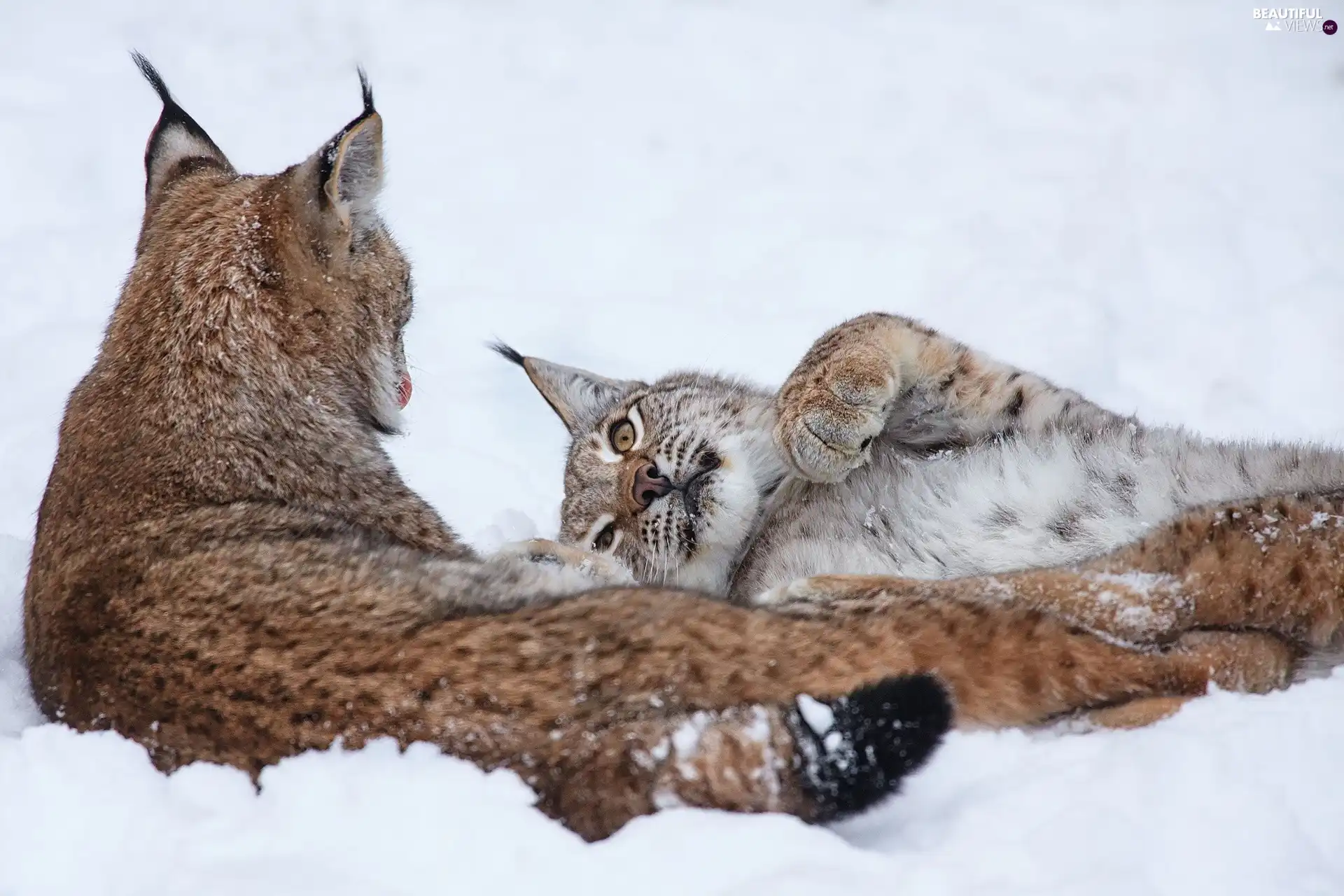 lynx, winter, Two cars