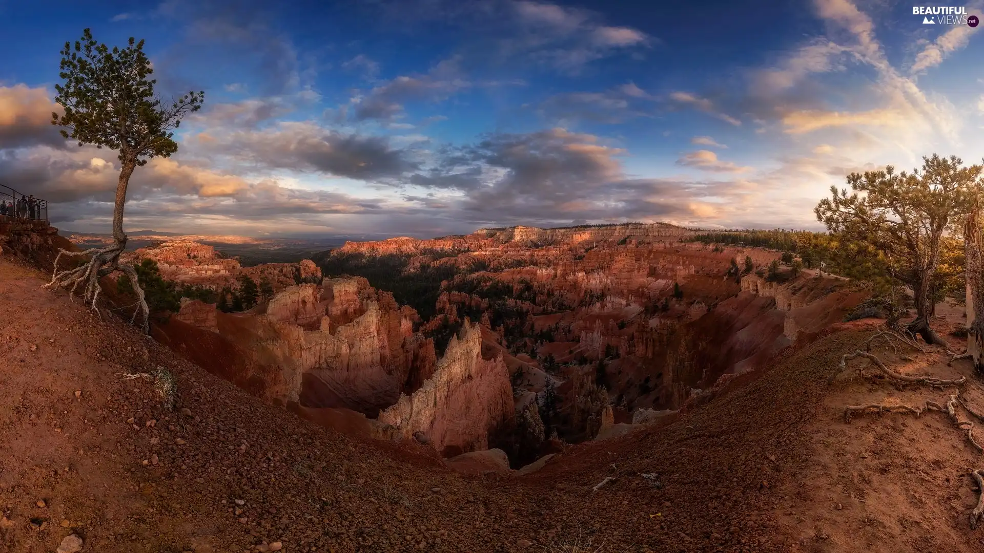 viewes, pine, The United States, roots, Utah, trees, canyon, Bryce Canyon National Park