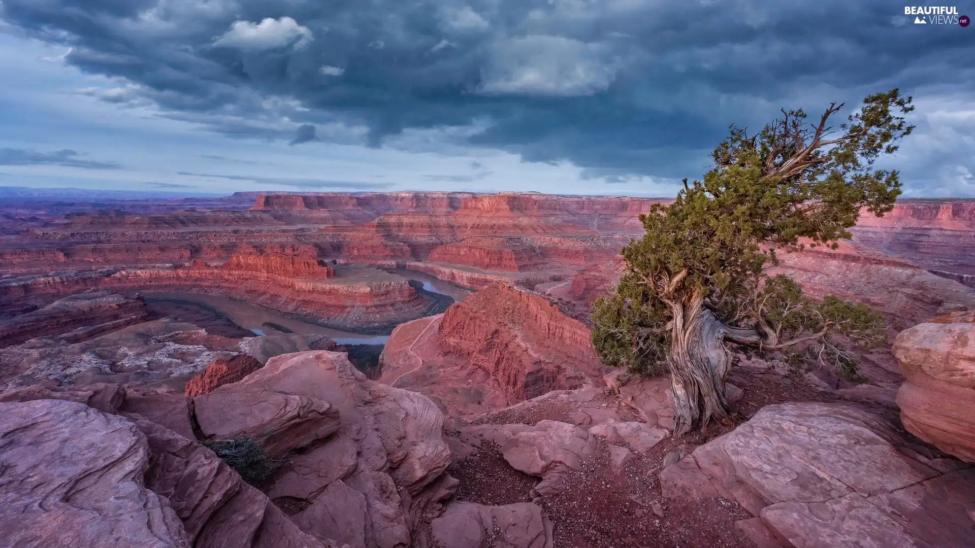 trees, The Colorado River, Utah State, The United States, State Park Dead Horse Point, rocks