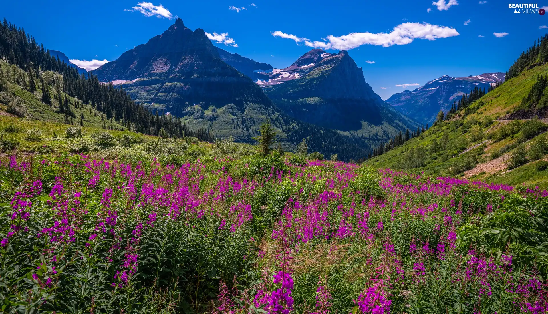 Meadow, Flowers, The United States, trees, Montana, rocky mountains, Glacier National Park, viewes
