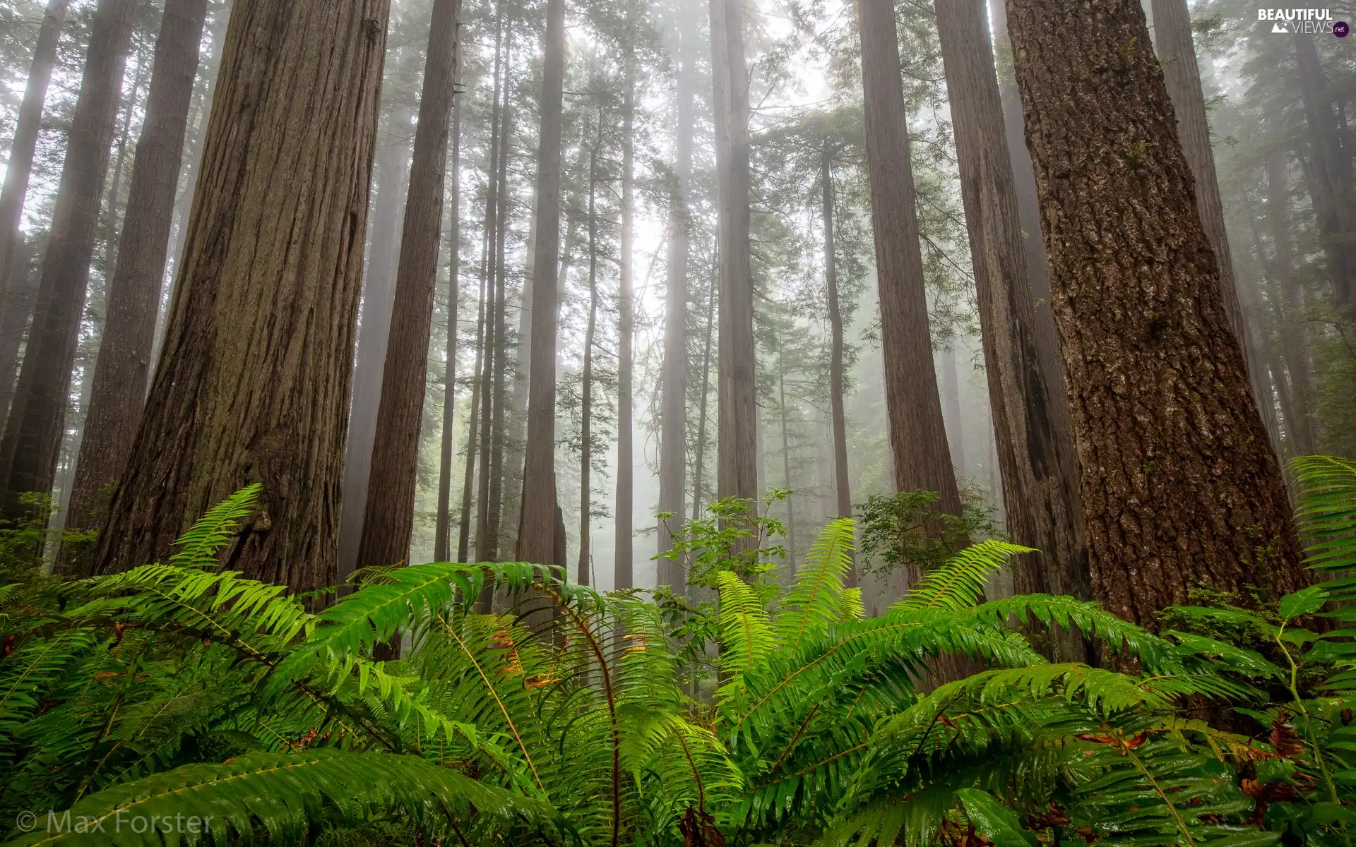 Redwood National Park, trees, Fog, viewes, fern, California, The United States, redwoods