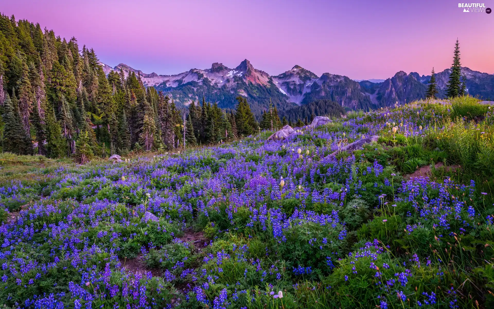 trees, Mountains, viewes, Meadow, Washington State, The United States, lupins, Mount Rainier National Park, Flowers
