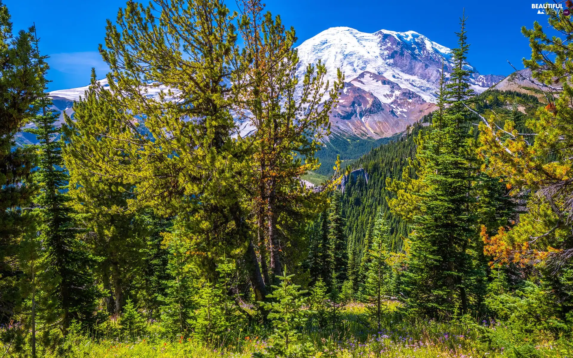 Snowy, Mountains, peaks, trees, Washington State, The United States, Plants, Mount Rainier National Park, viewes