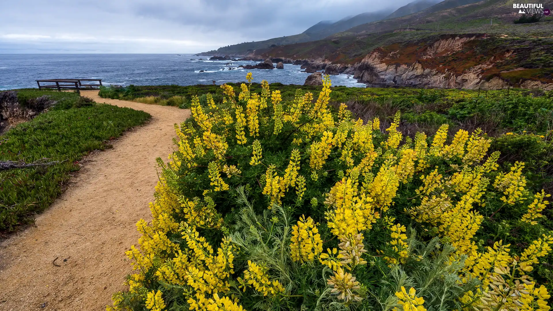 rocks, Coast, Yellow, Way, Flowers, The United States, California, sea, Big Sur, Garrapata State Park, lupine