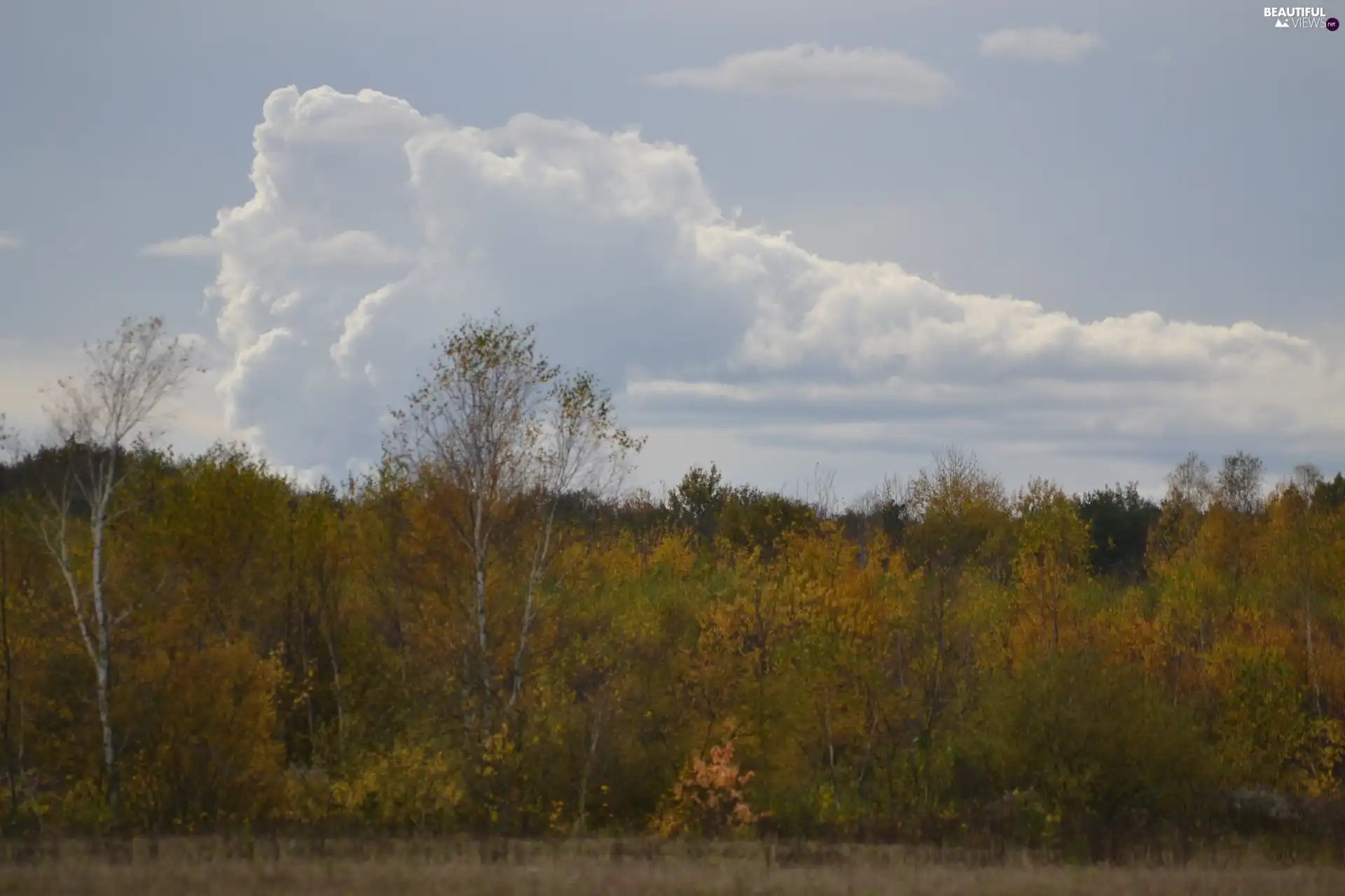 uplifted, Cloud, autumn, forest, wall