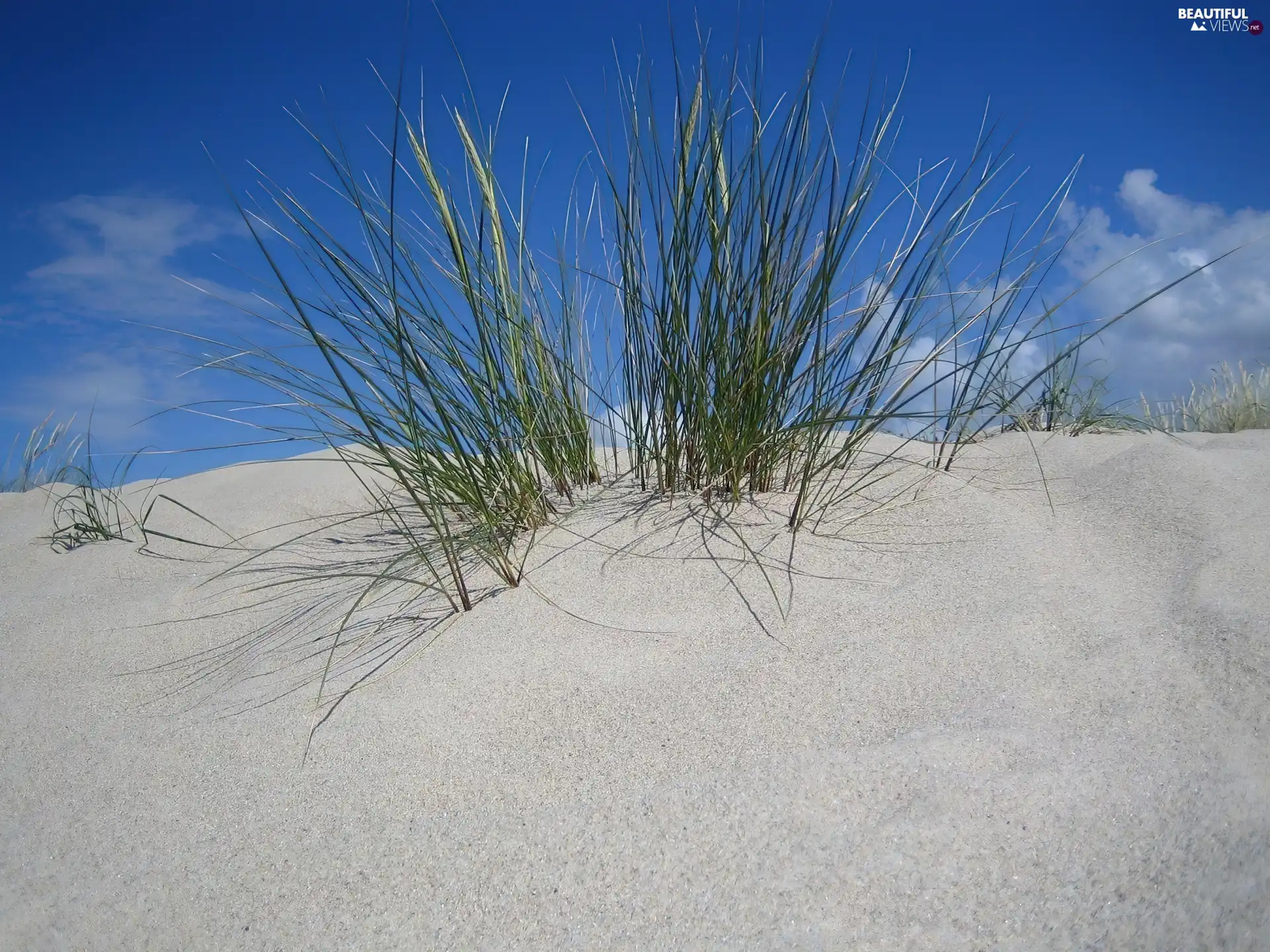 VEGETATION, down, Desert