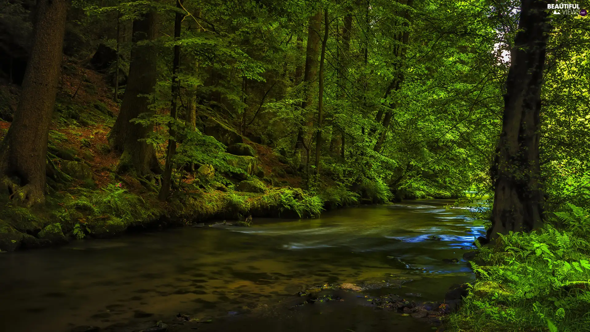 trees, Green, River, VEGETATION, viewes, forest
