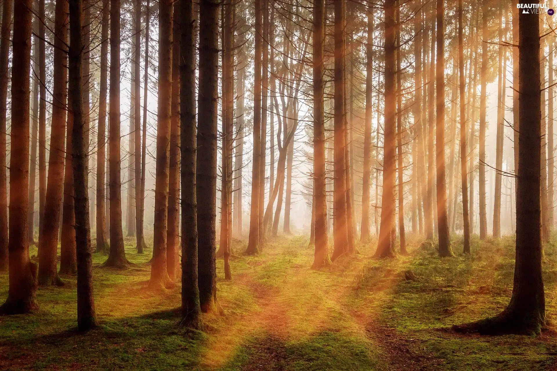 VEGETATION, trees, light breaking through sky, forest, Fog, viewes
