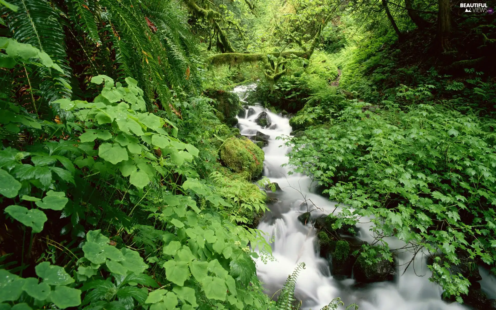 forest, stream, VEGETATION, River