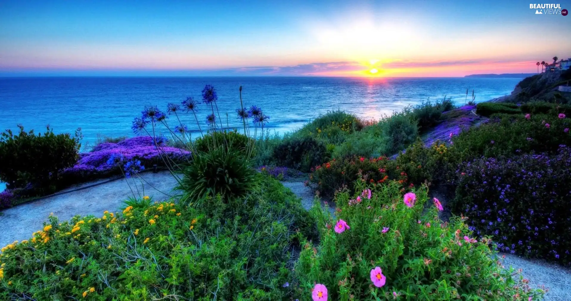 sea, Flowers, VEGETATION, Great Sunsets