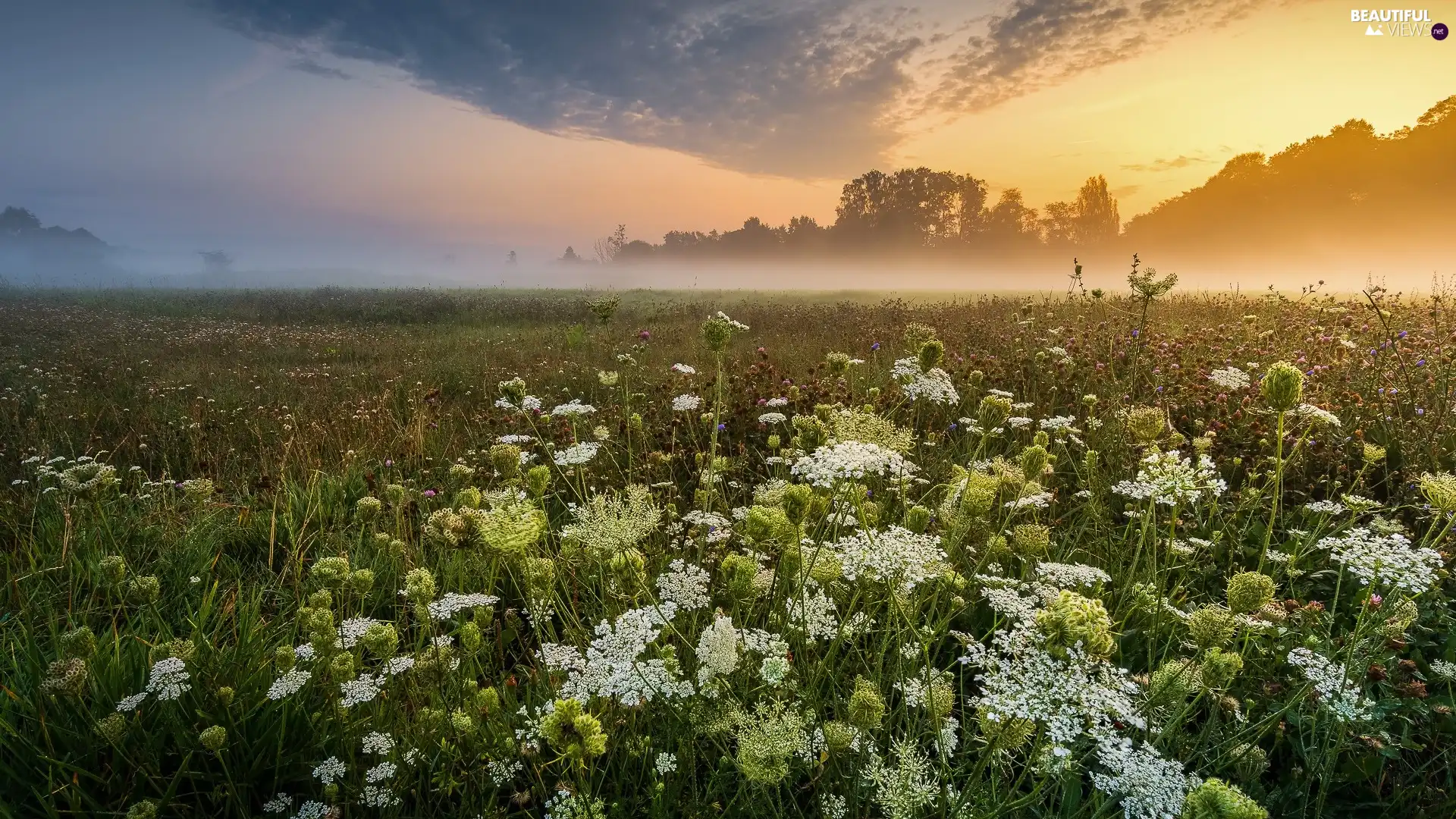 Meadow, Fog, Sunrise, VEGETATION