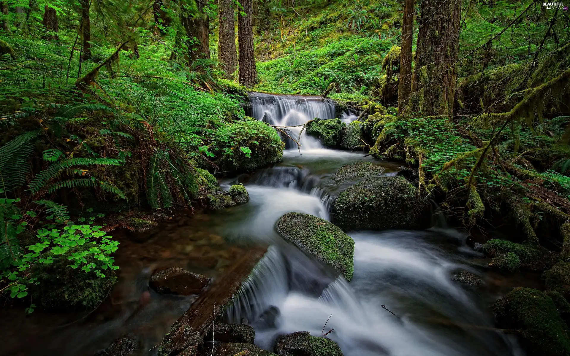 trees, forest, Stones, VEGETATION, viewes, River