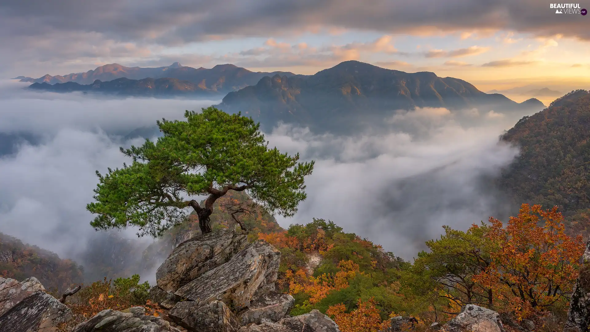 Fog, Mountains, pine, VEGETATION, clouds, rocks