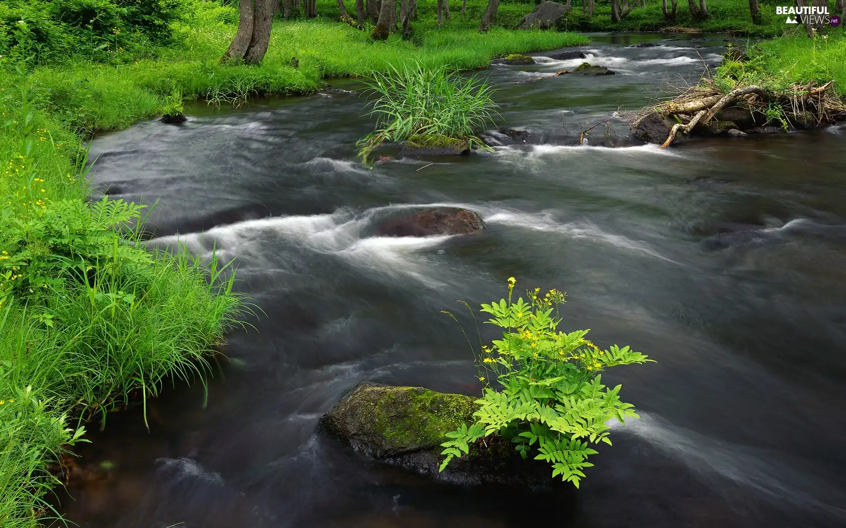 VEGETATION, River, Stones