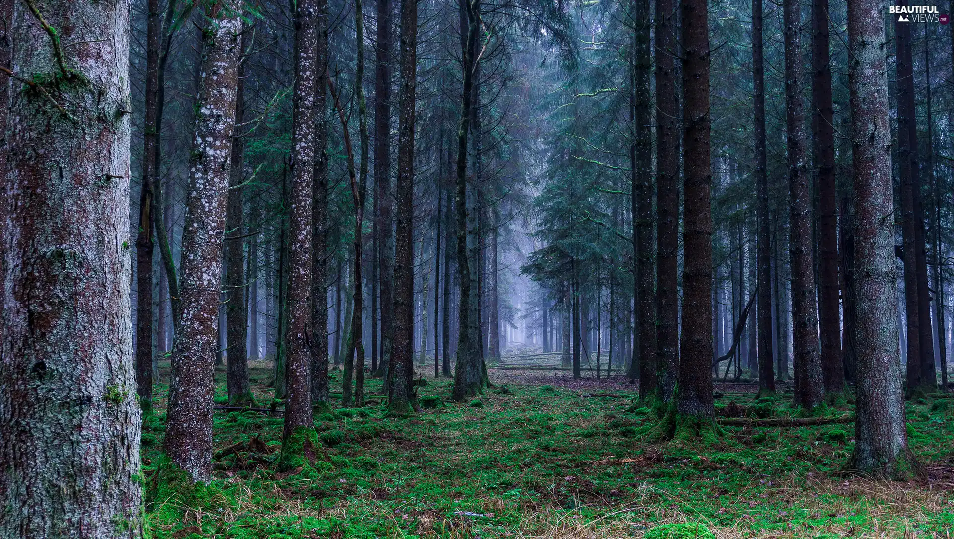 viewes, forest, green, VEGETATION, Stems, trees