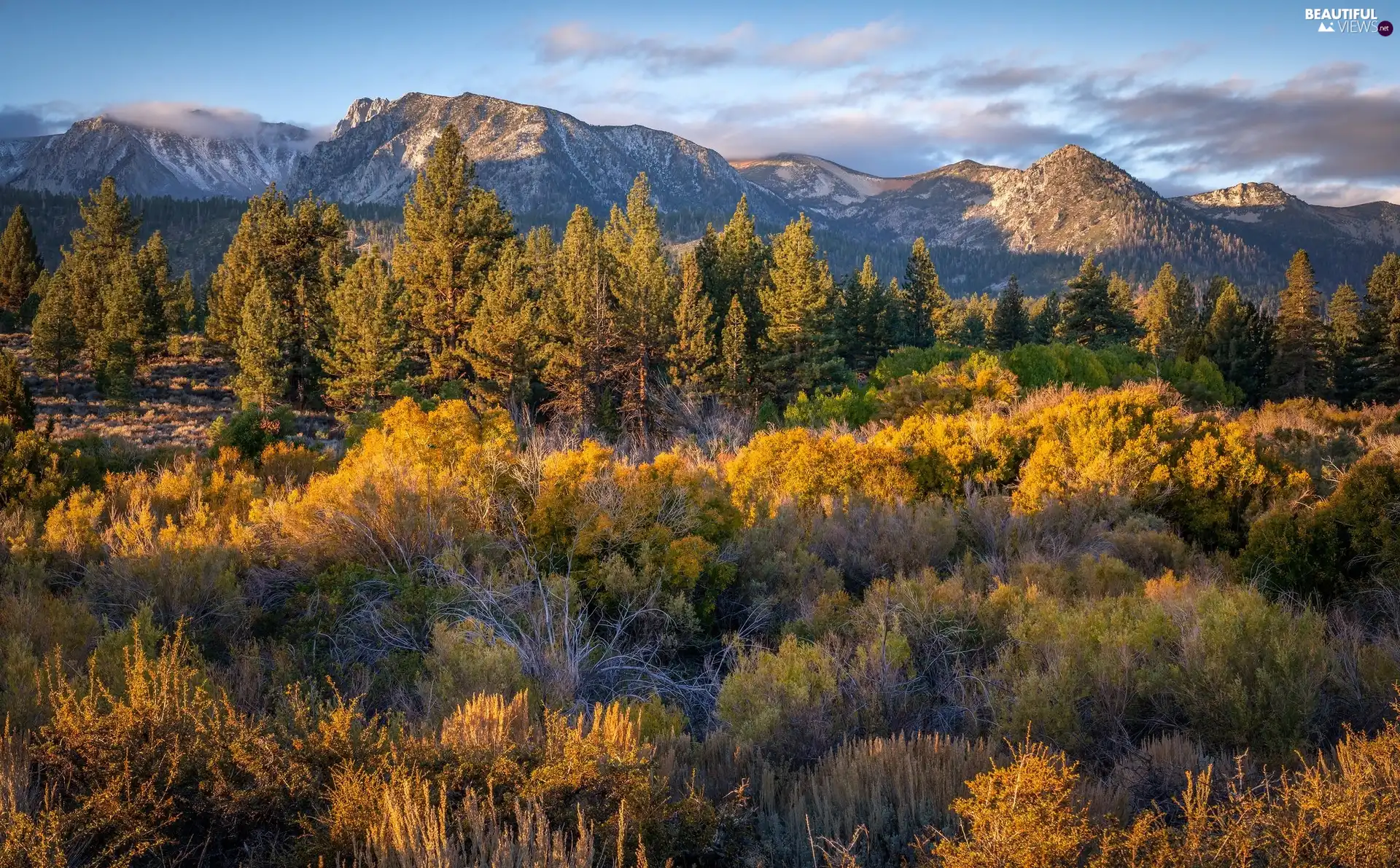 Bush, VEGETATION, trees, viewes, Mountains