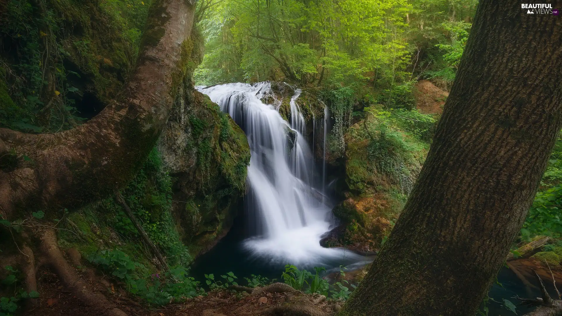 viewes, forest, waterfall, VEGETATION, Stems, trees