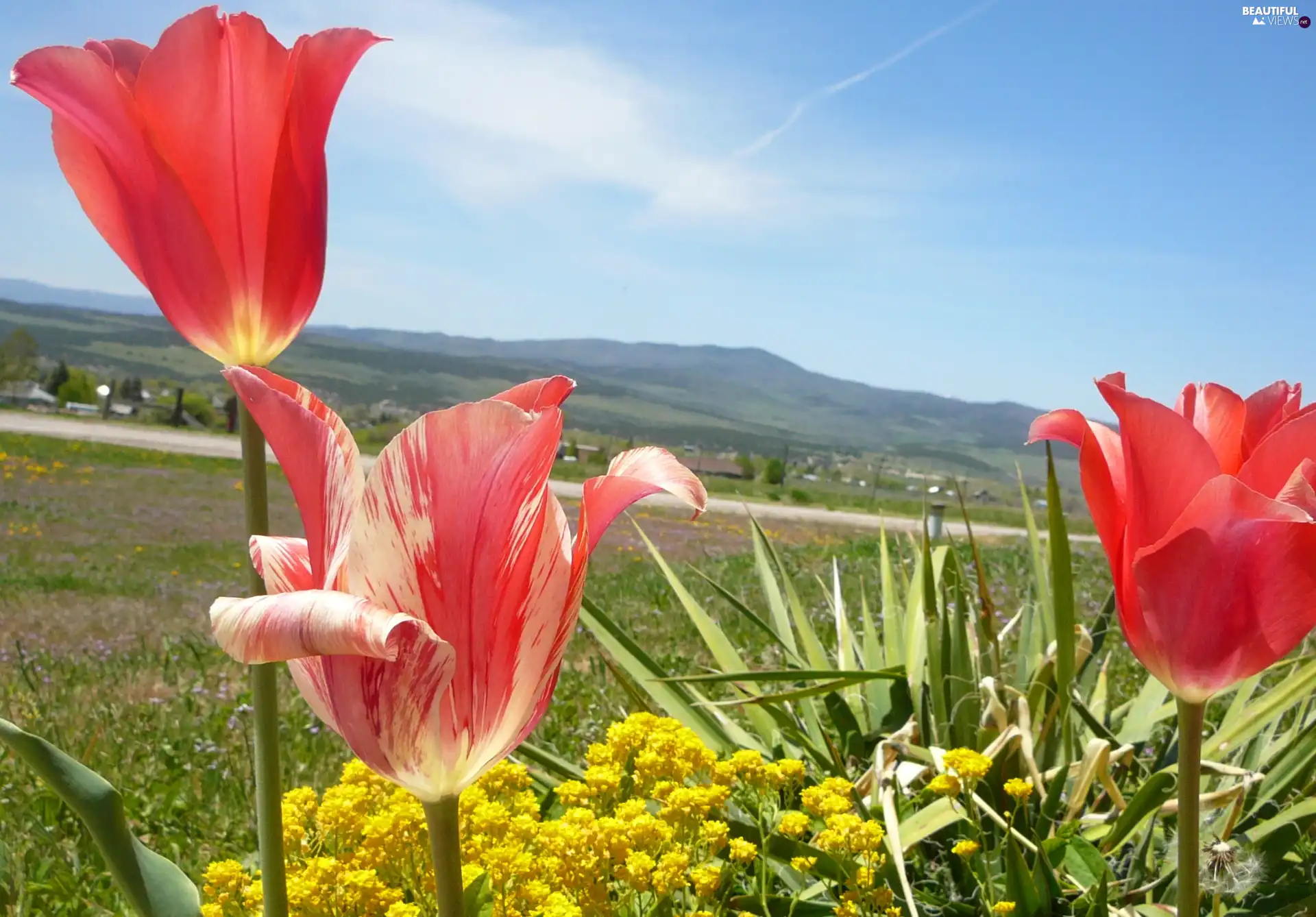 VEGETATION, Meadow, Tulips