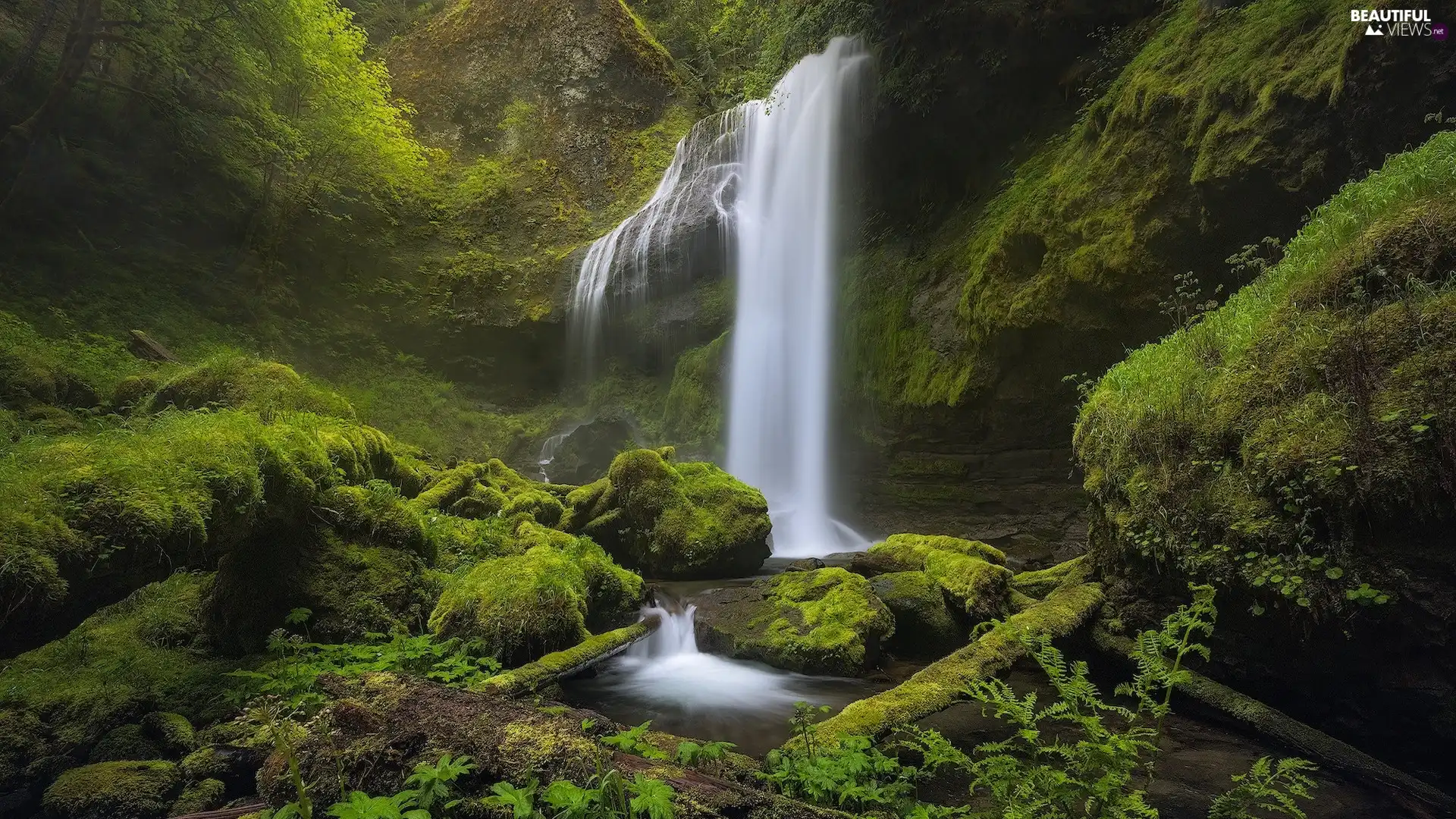 Stones, forest, Stems, rocks, Nature Reserve, The United States, Washington State, mossy, waterfall, Columbia River Gorge, VEGETATION