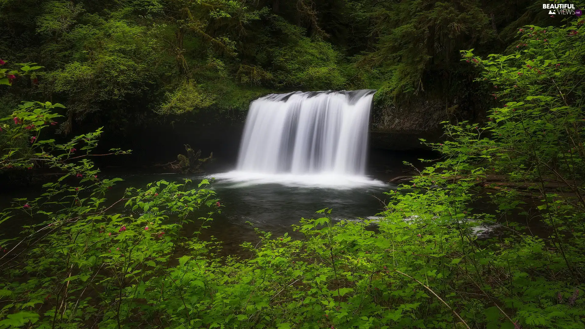 VEGETATION, forest, waterfall