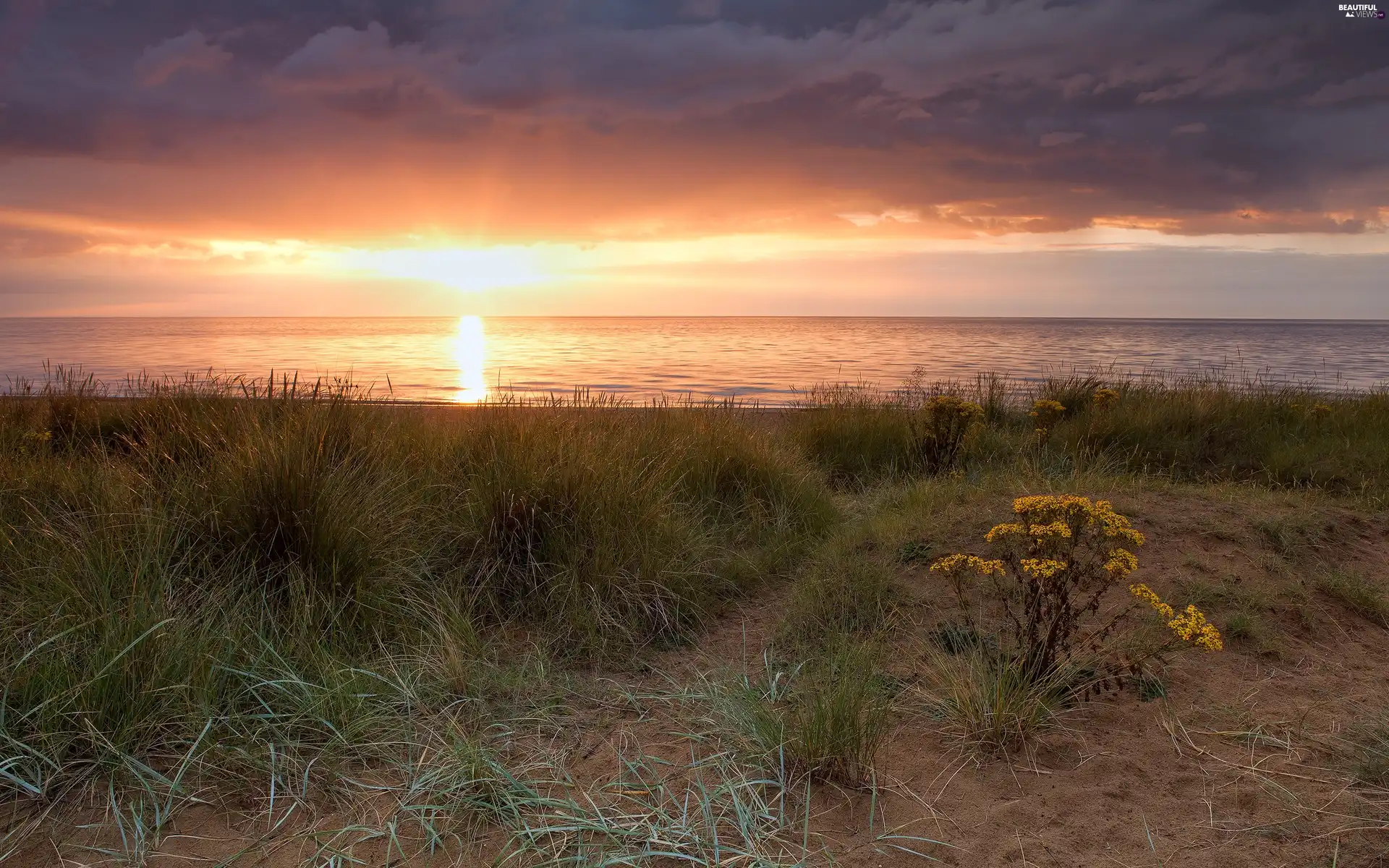 west, Beaches, VEGETATION, sun