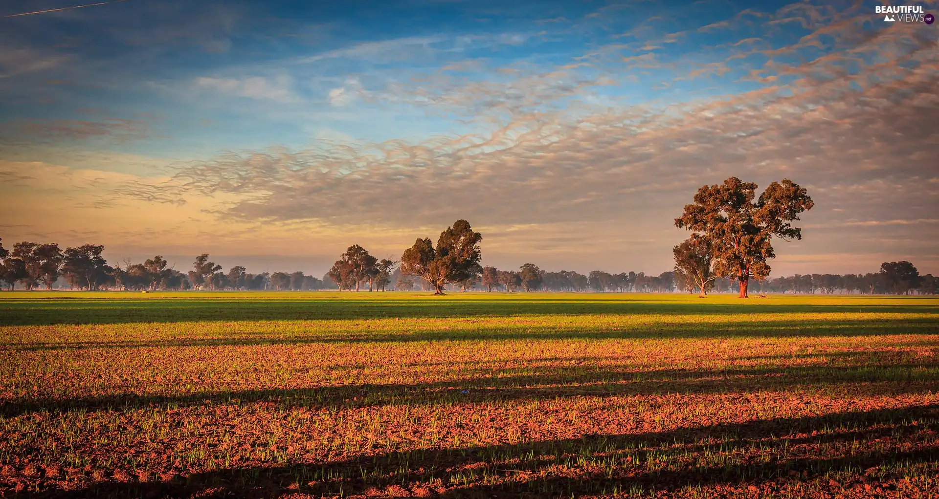 Field, Australia, viewes, Plants, trees, State of Victoria