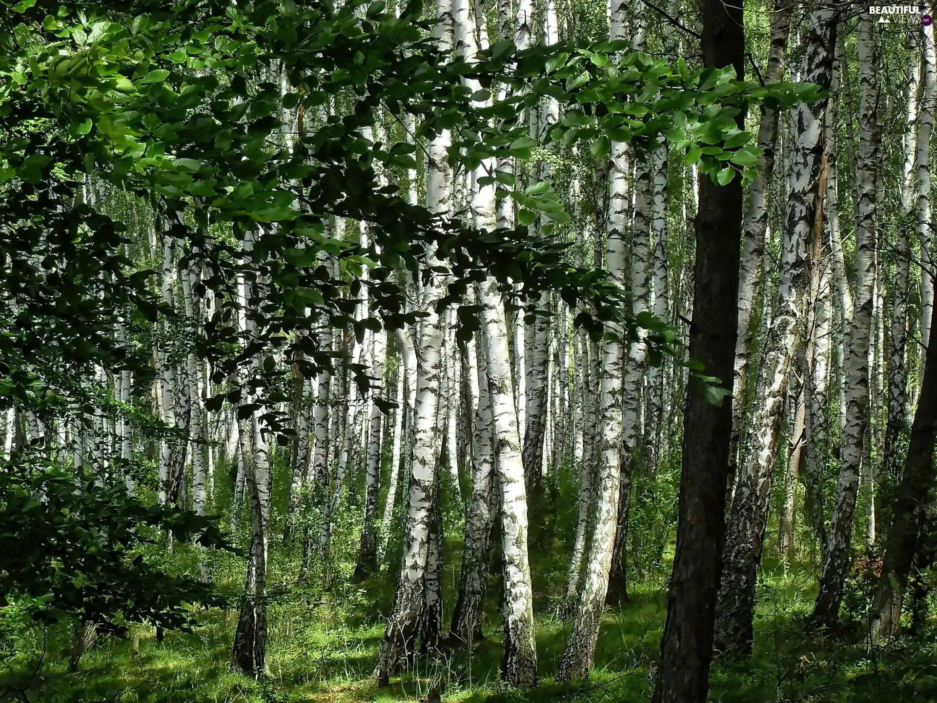 trees, Borsk, birch, forest, Kashuby, viewes, alder