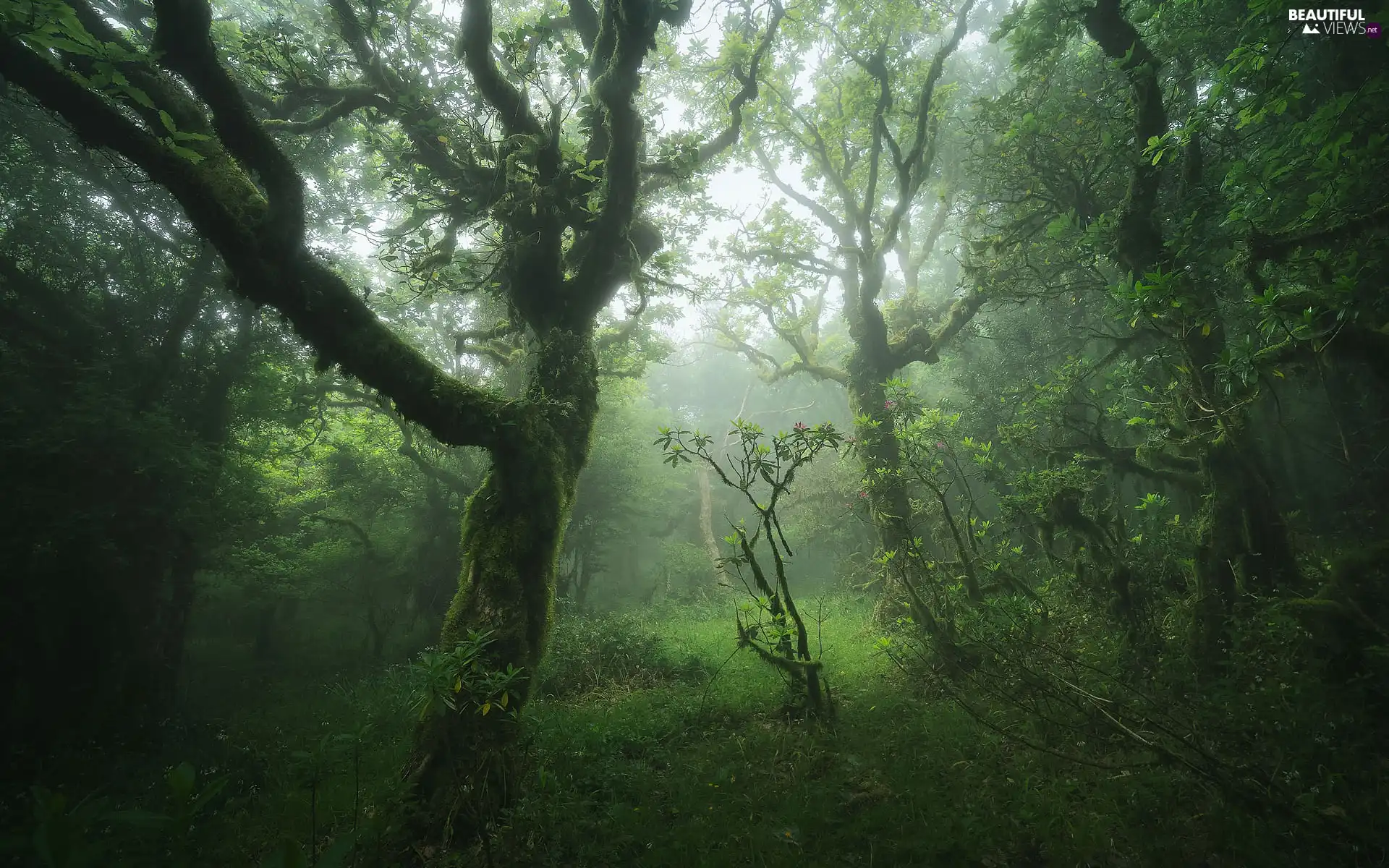 Fog, trees, Andalusia, viewes, forest, grass, Spain