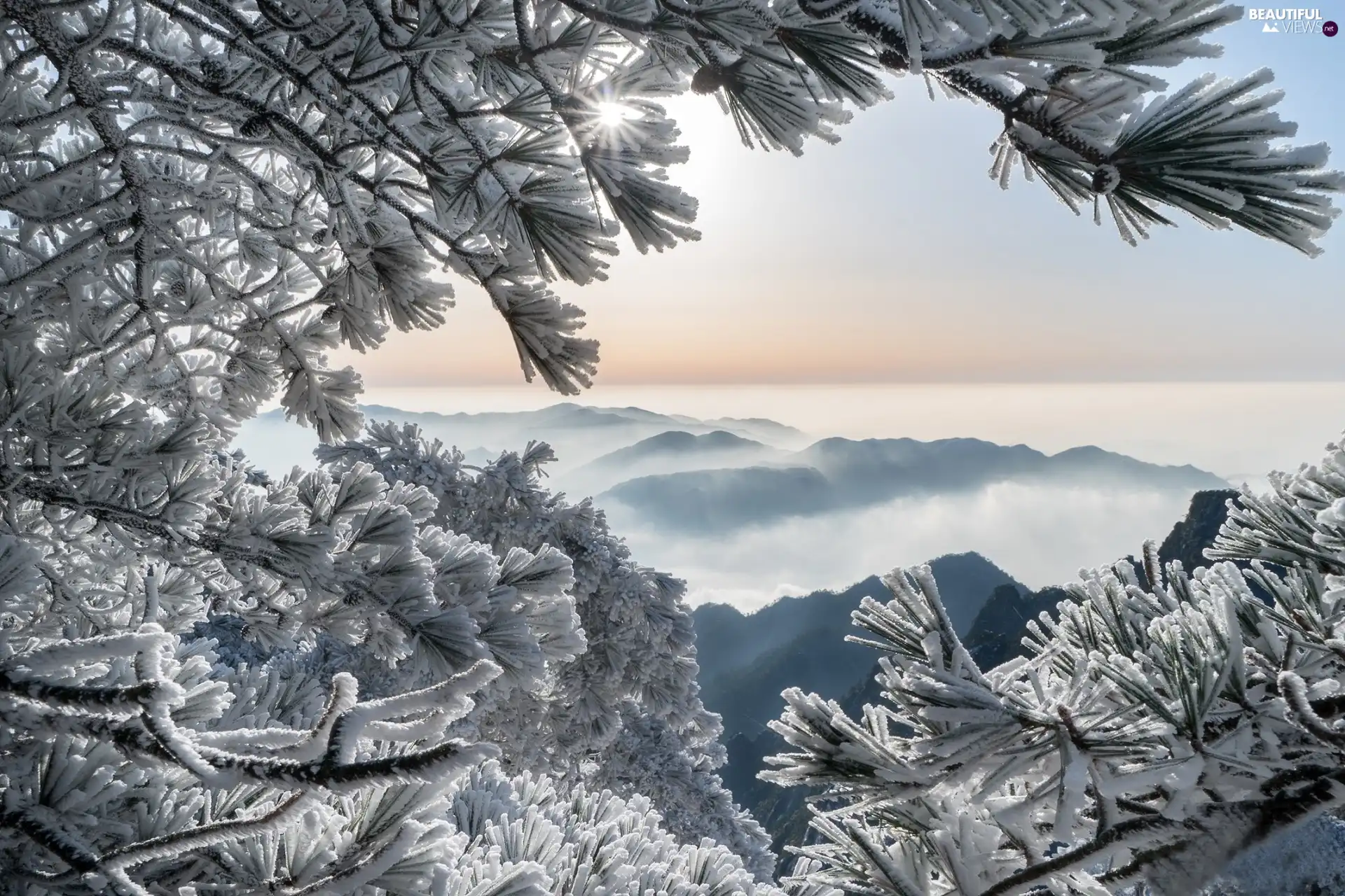 winter, China, Sunrise, Fog, branch pics, pine, viewes, Huang Shan Mountains, Anhui Province, trees, frosty