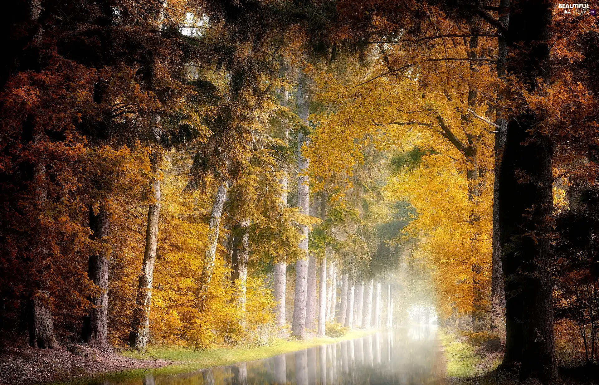 trees, viewes, autumn, River, forest