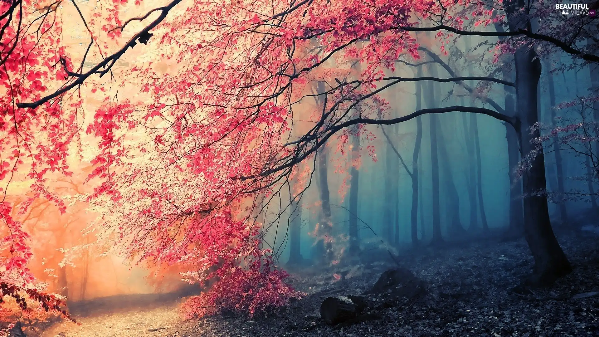 viewes, autumn, Fog, trees, forest