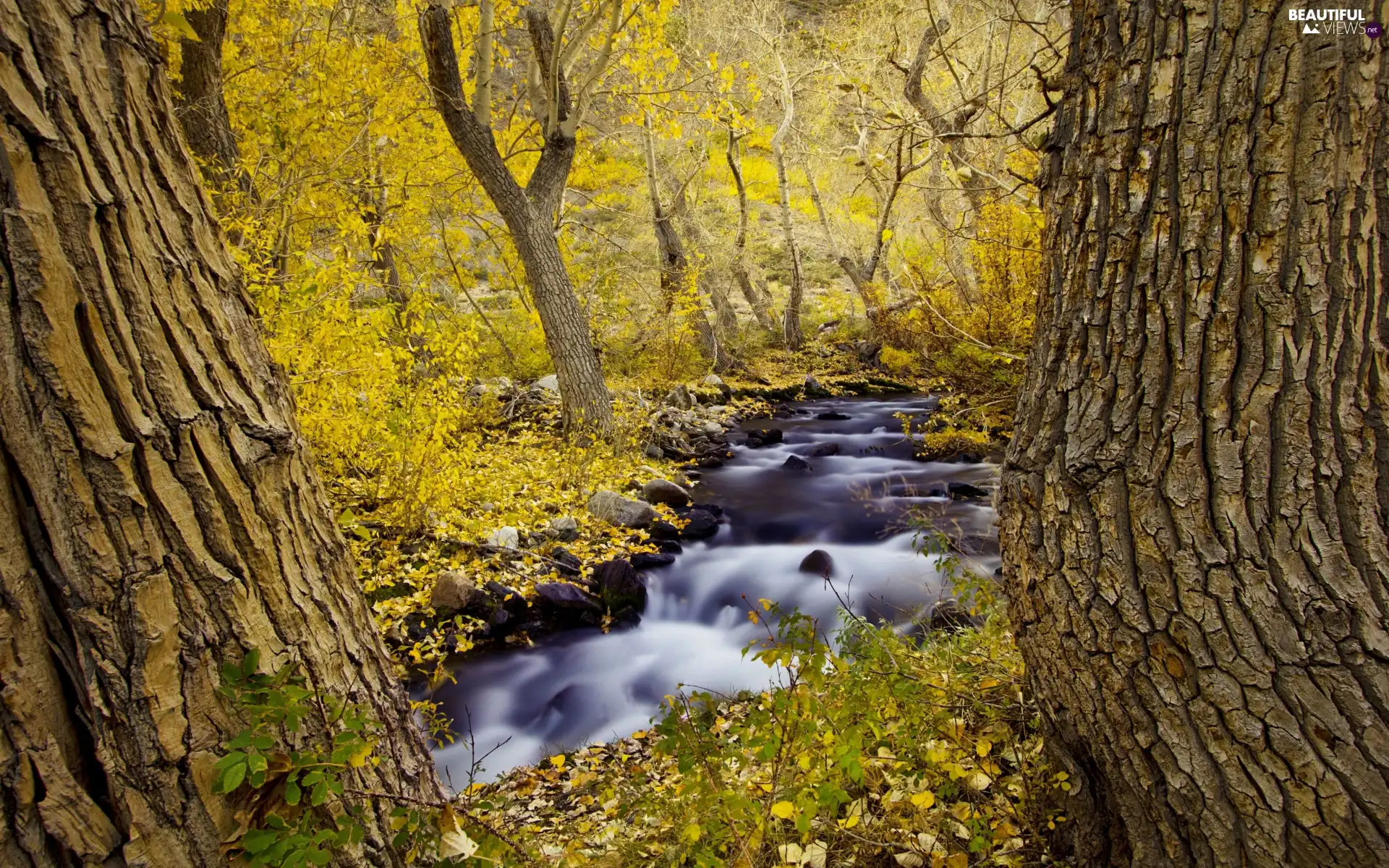 viewes, autumn, stream, trees, forest