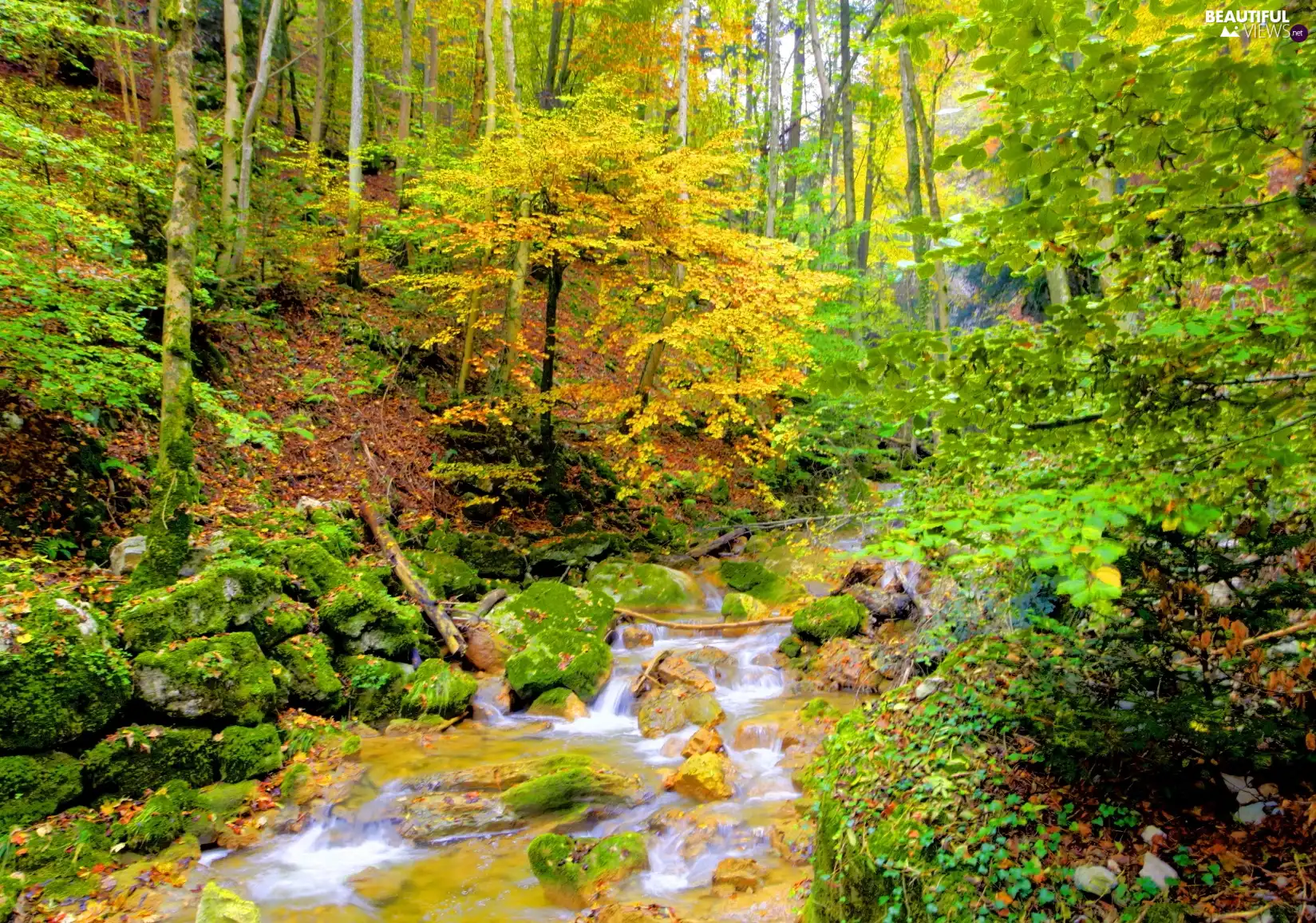 viewes, autumn, stream, trees, forest