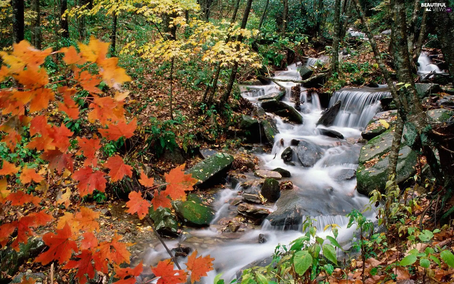viewes, autumn, stream, trees, forest