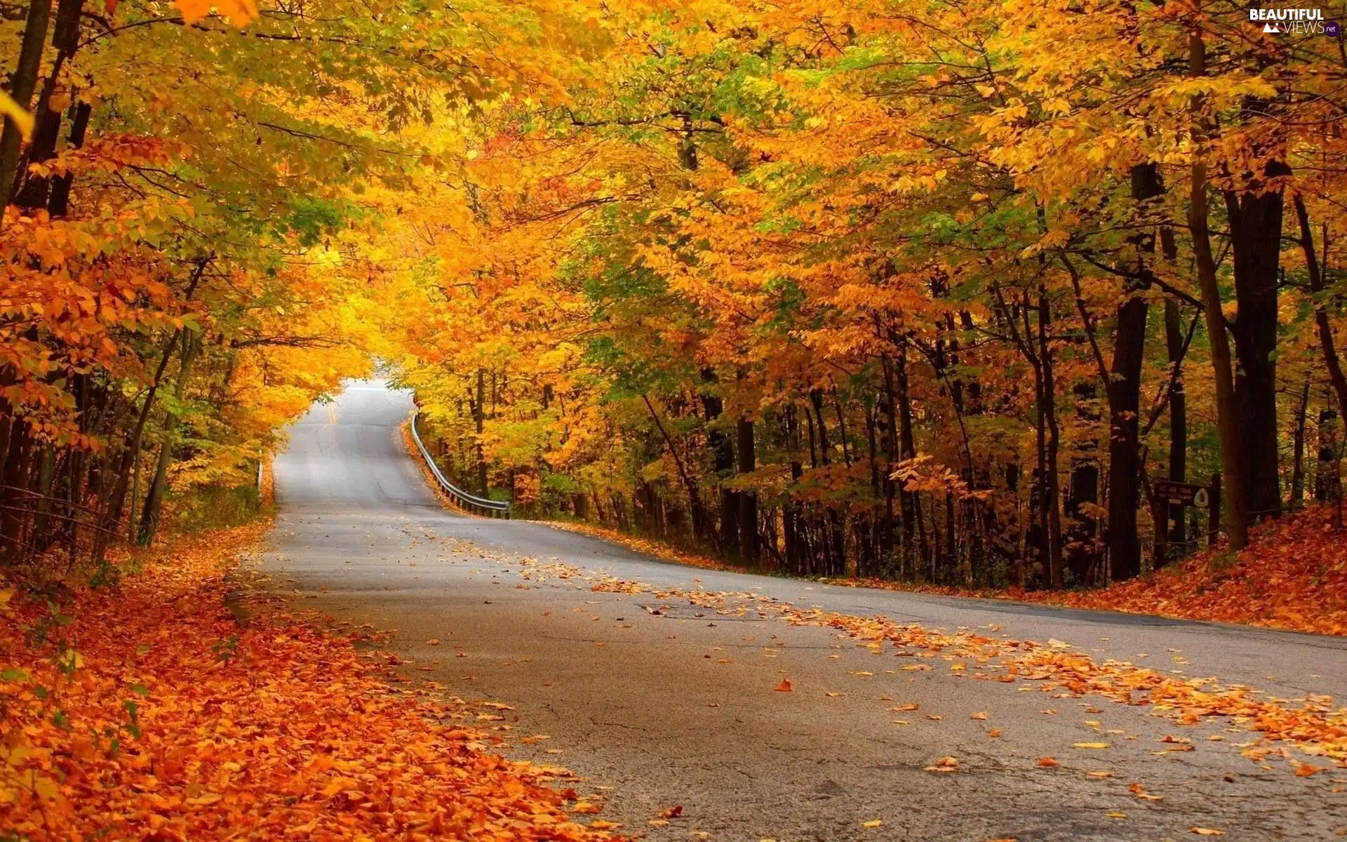 viewes, autumn, Way, trees, forest