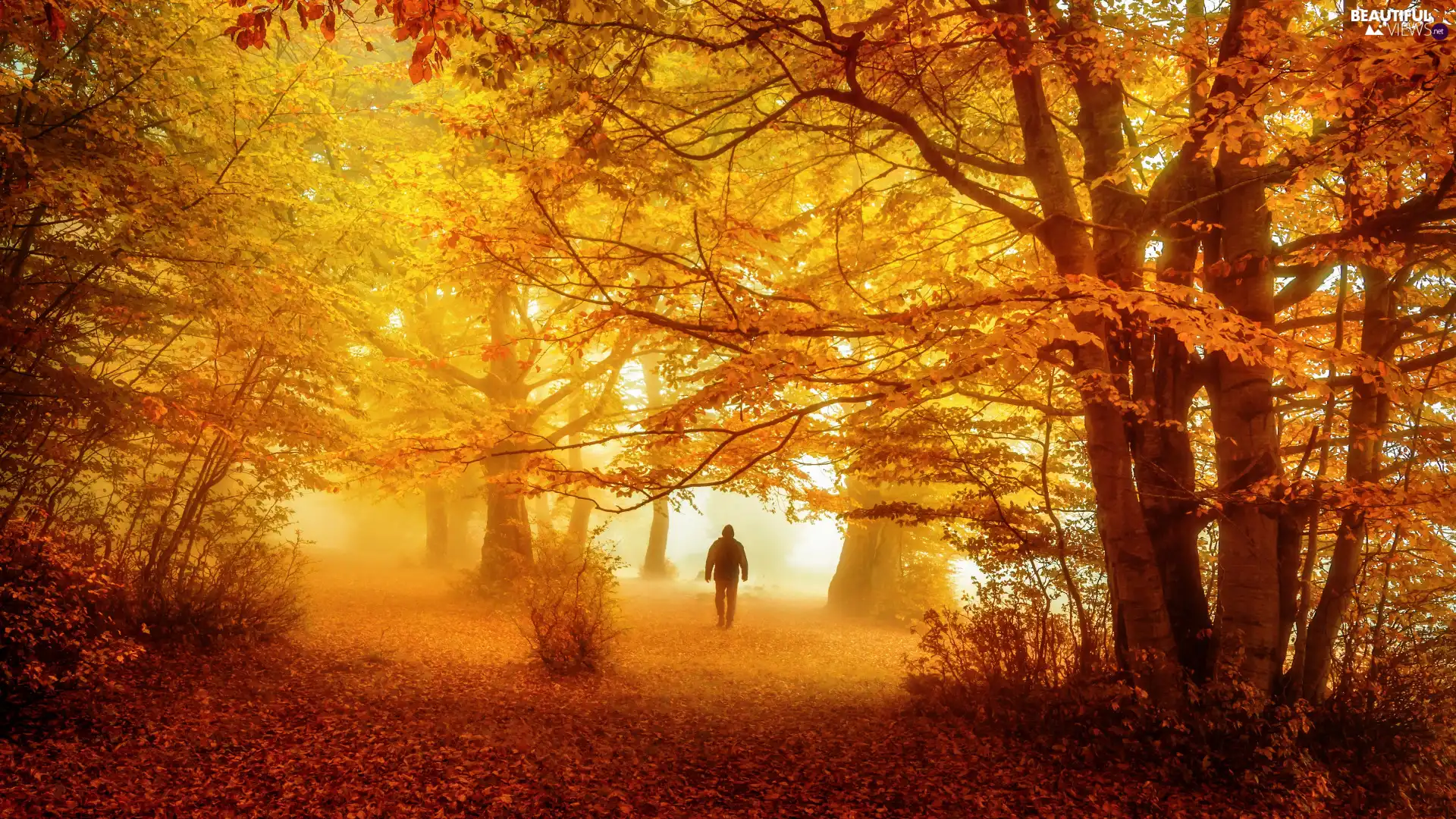 a man, autumn, viewes, forest, trees, Fog