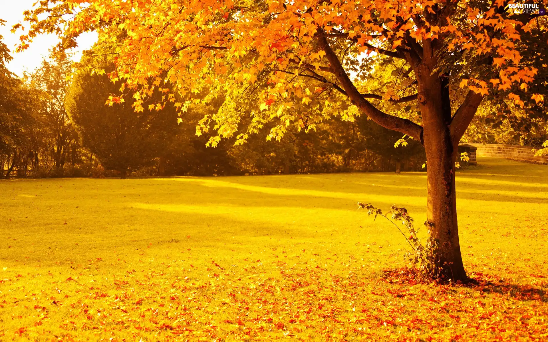 viewes, autumn, Leaf, trees, Park