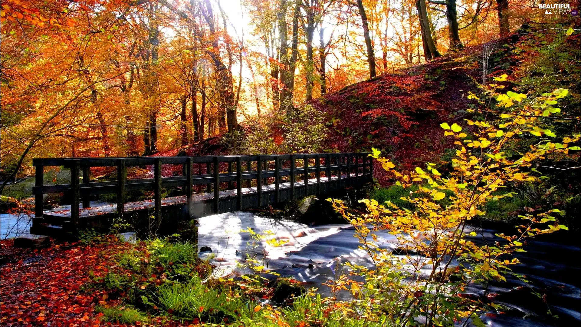 viewes, autumn, bridge, trees, River