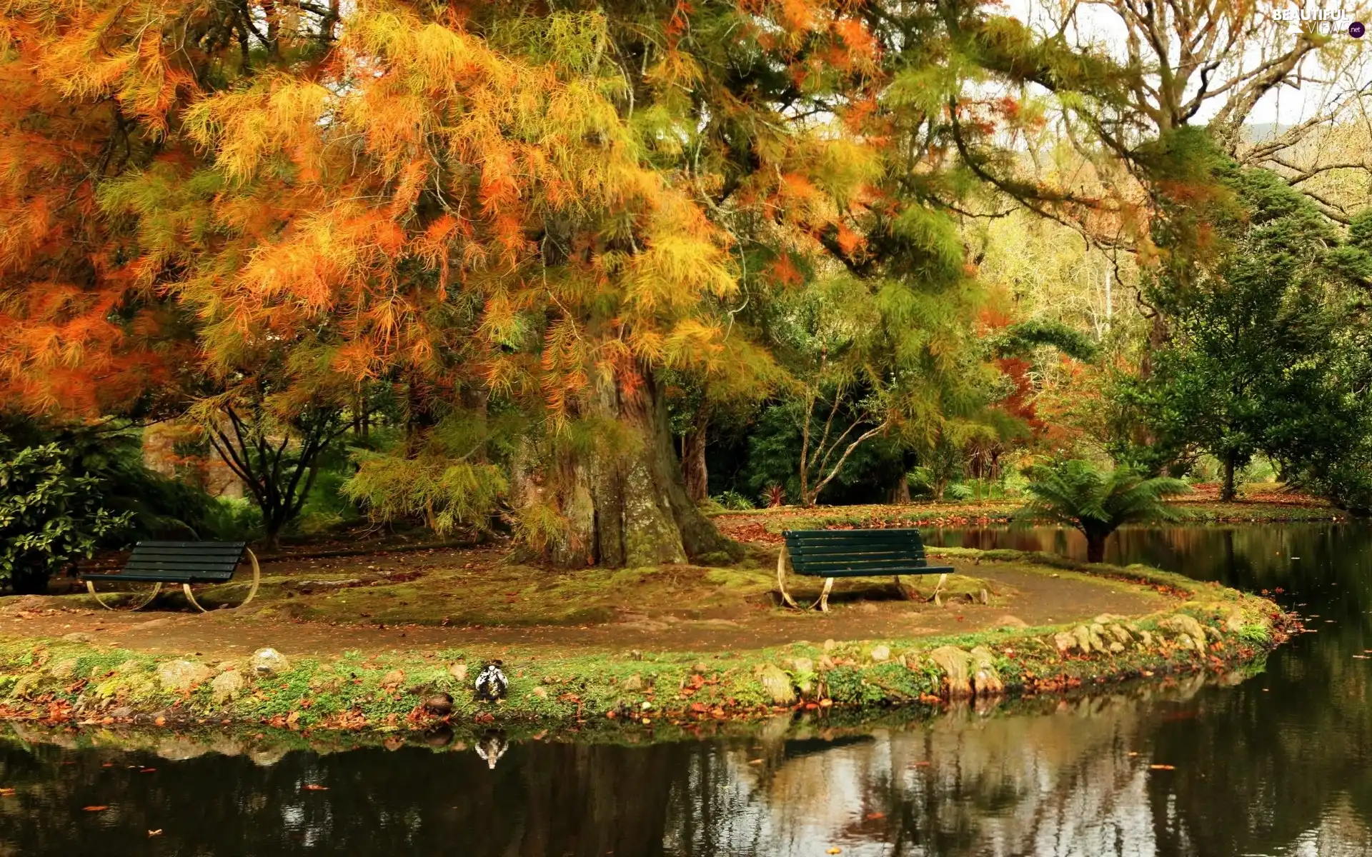 bench, Park, viewes, autumn, trees, River