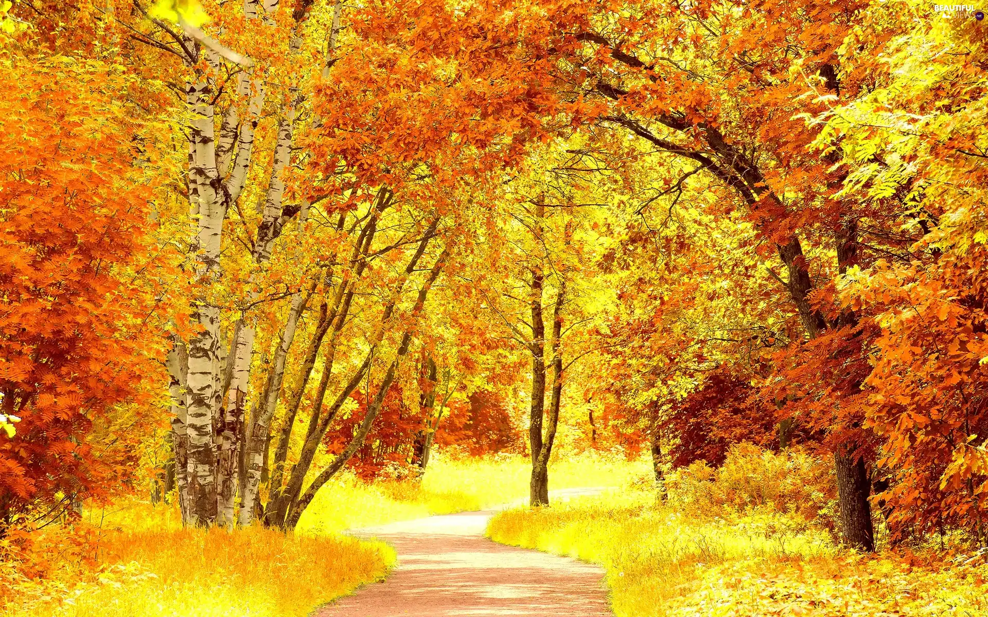 color, Park, viewes, autumn, trees, lane