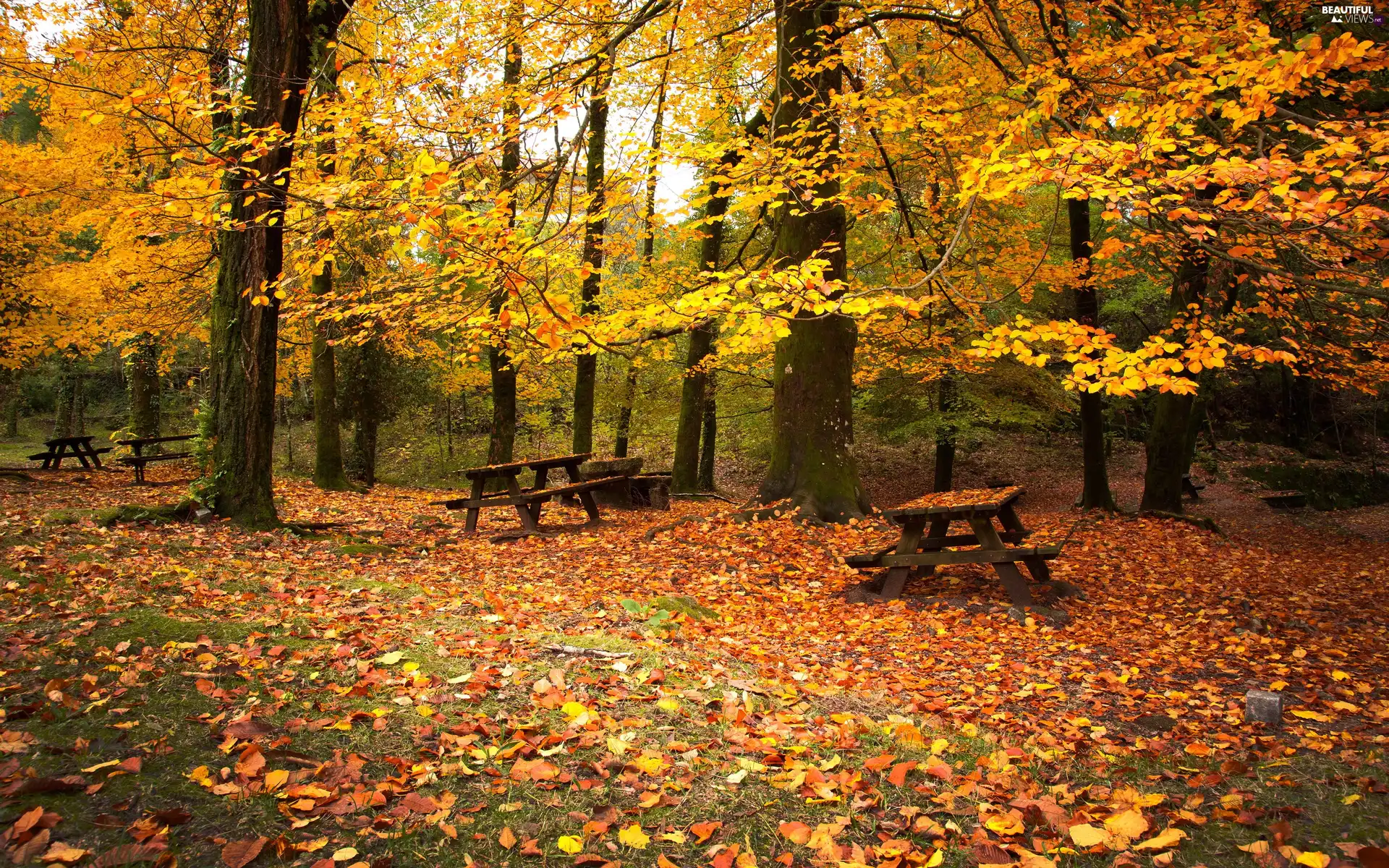 Leaf, Park, viewes, autumn, trees, bench