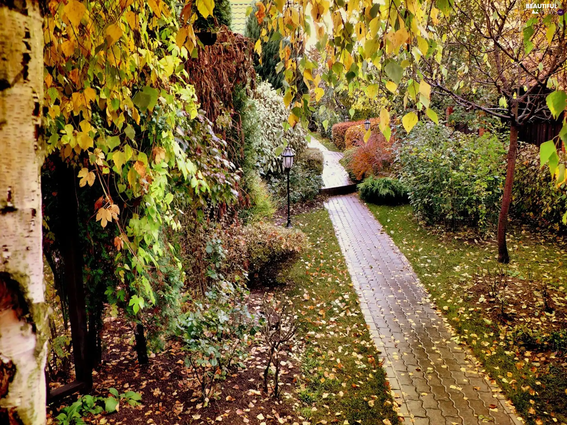 Leaf, Park, viewes, autumn, trees, Path