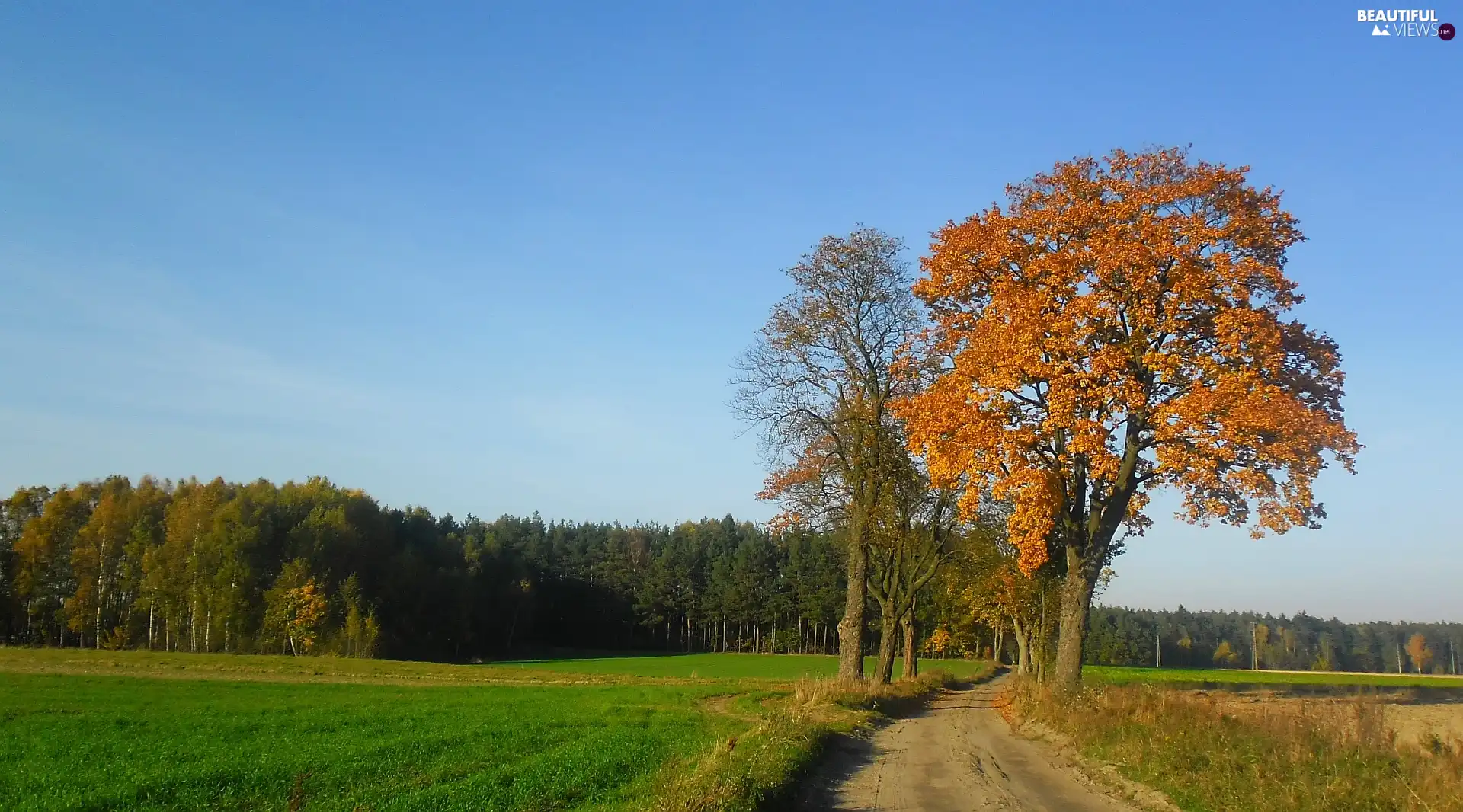 autumn, trees, viewes, roadside