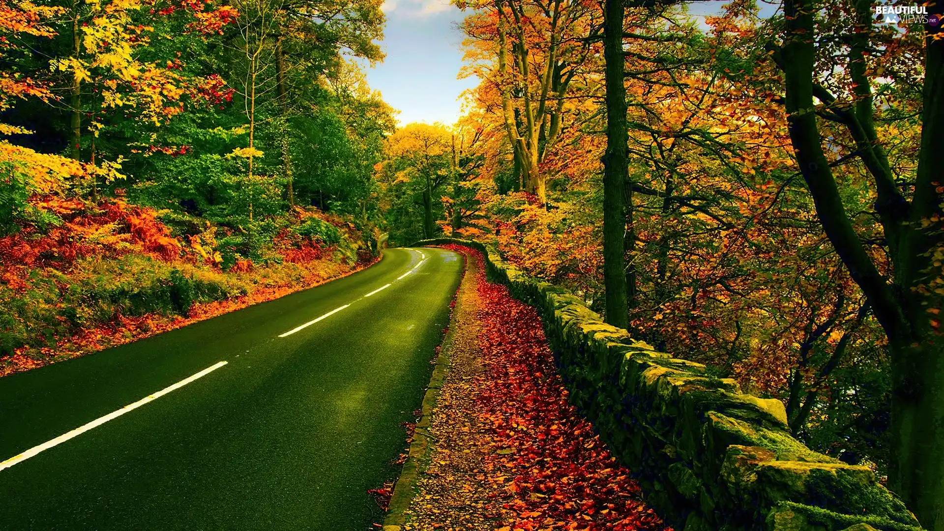 autumn, trees, viewes, Way