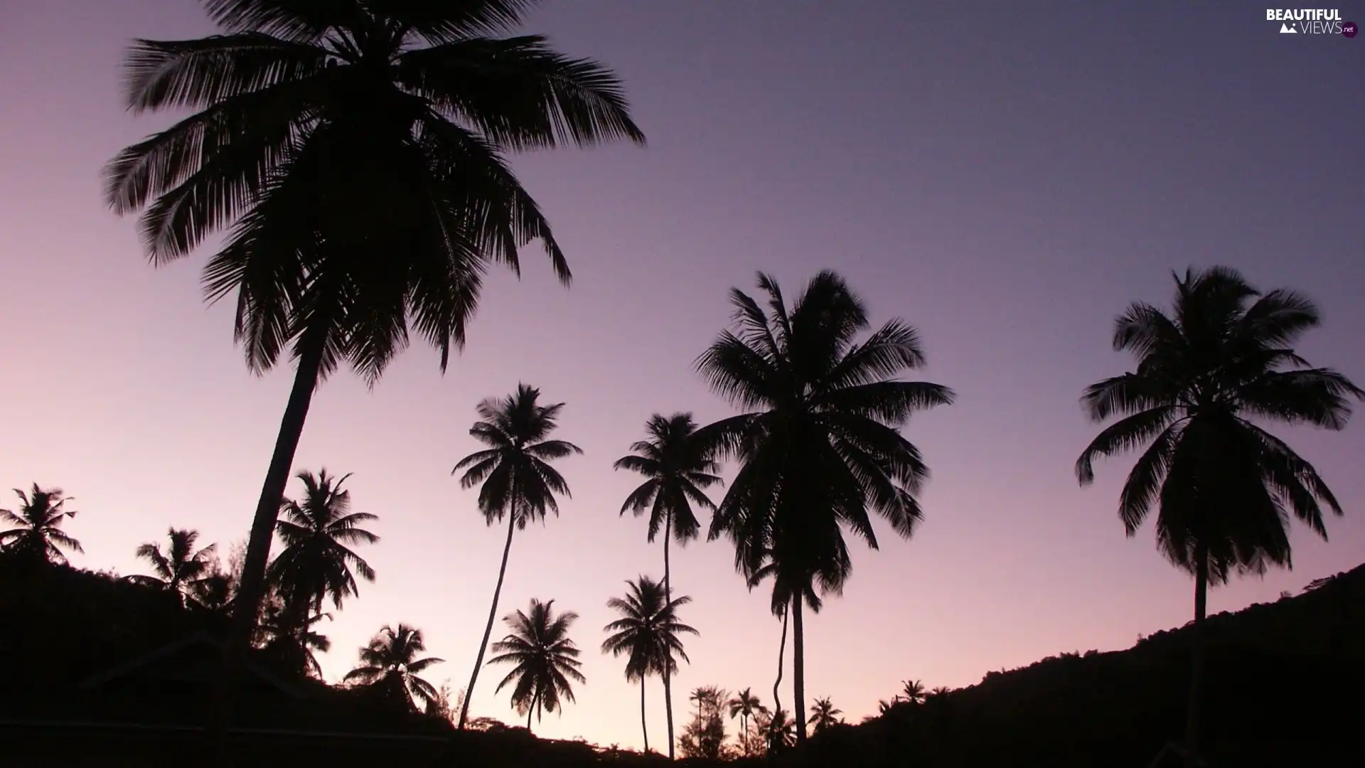 Beaches, trees, viewes, Palms