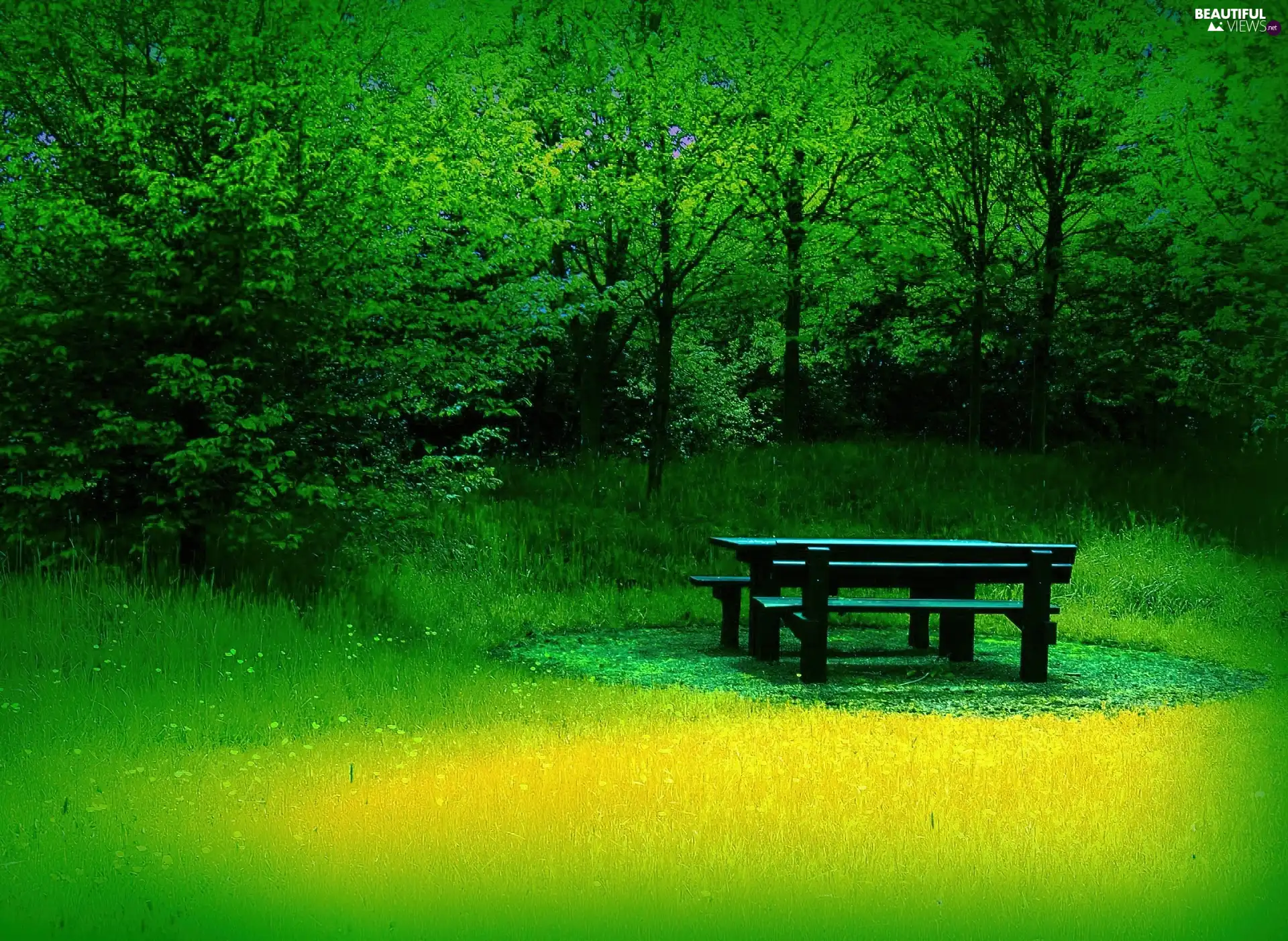 viewes, Bench, grass, trees, summer