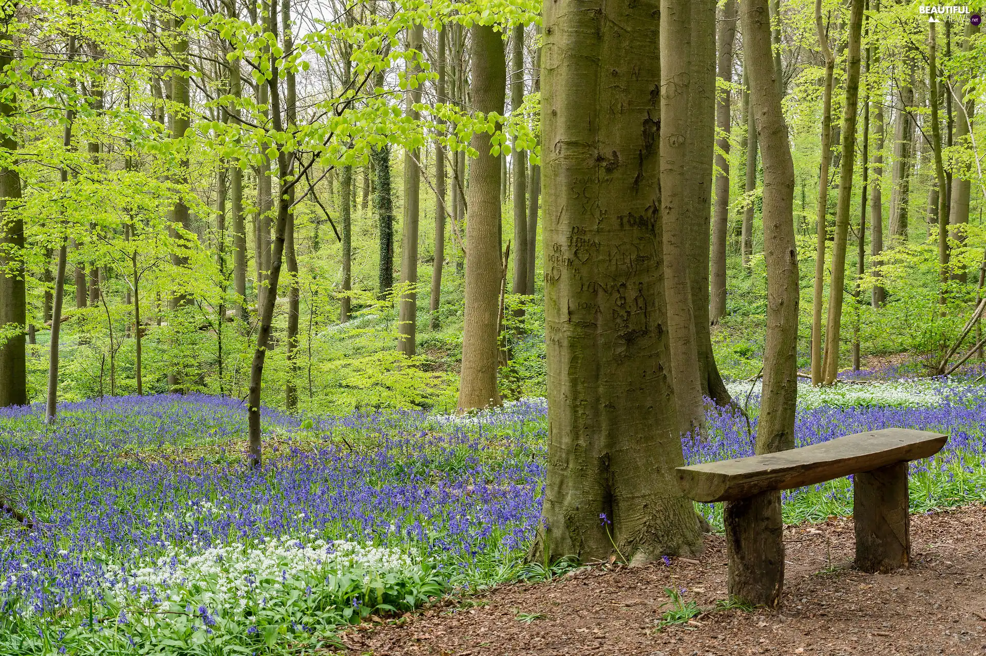 Flowers, trees, Bench, viewes, forest, Path, Spring